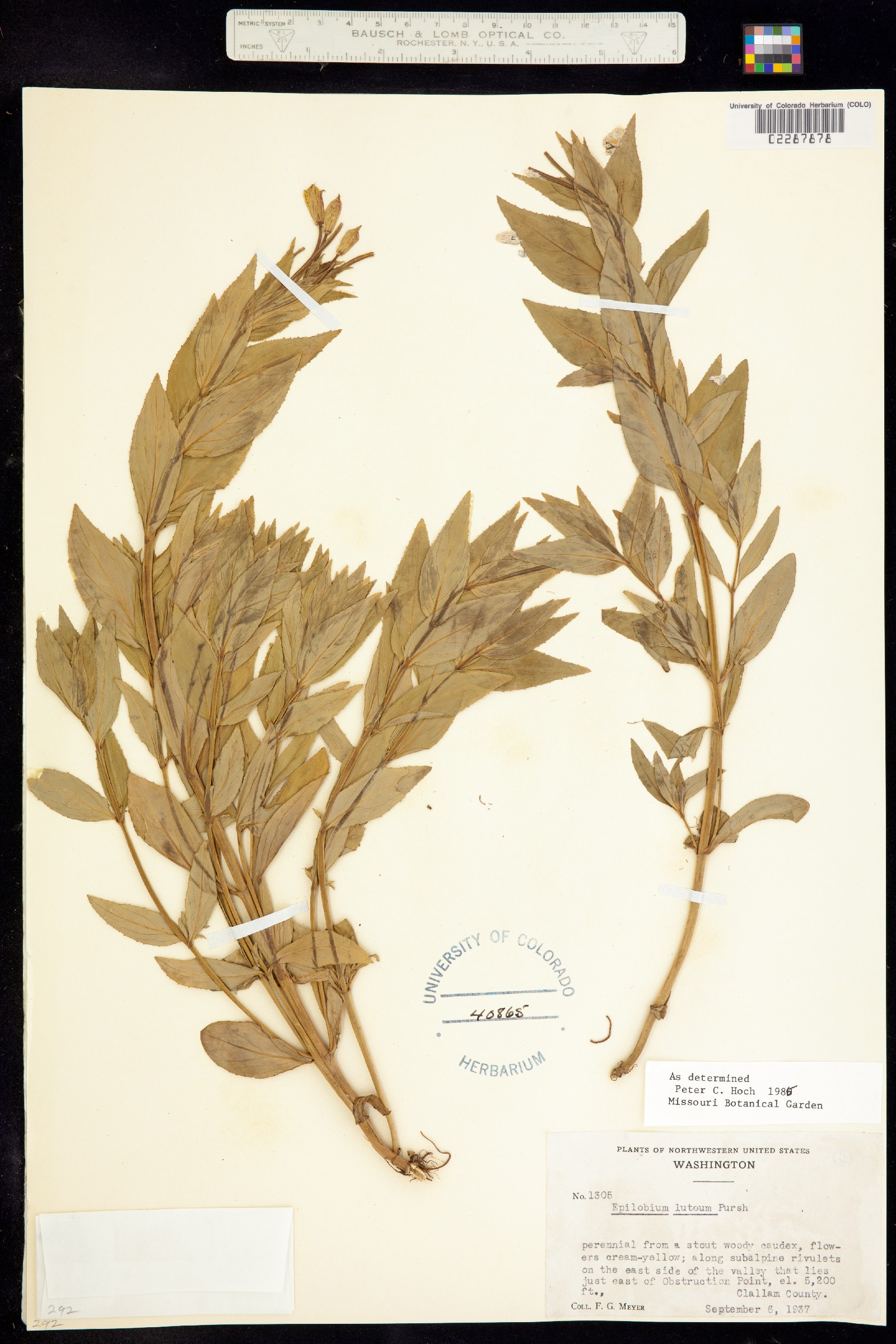 Epilobium luteum image