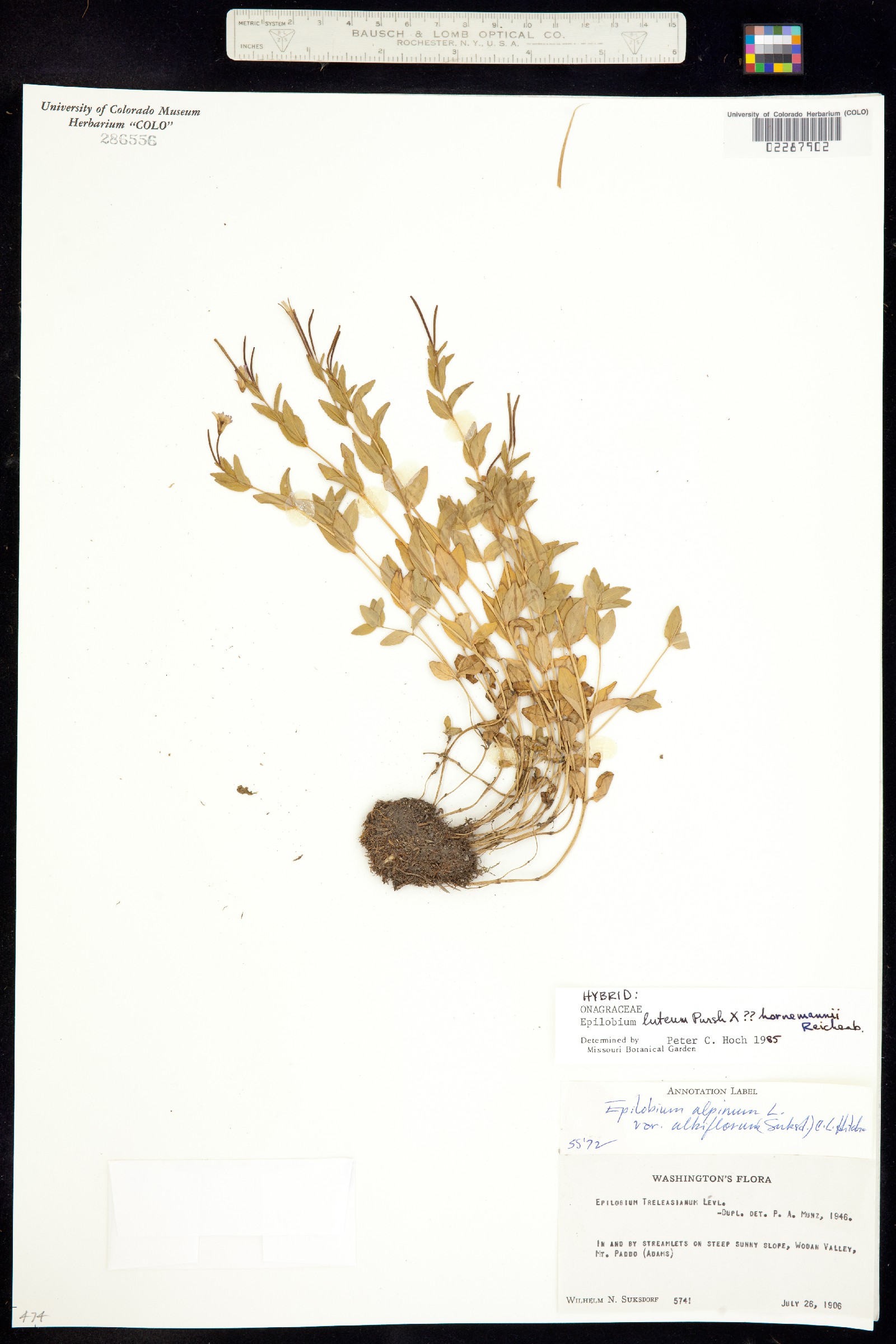 Epilobium luteum image