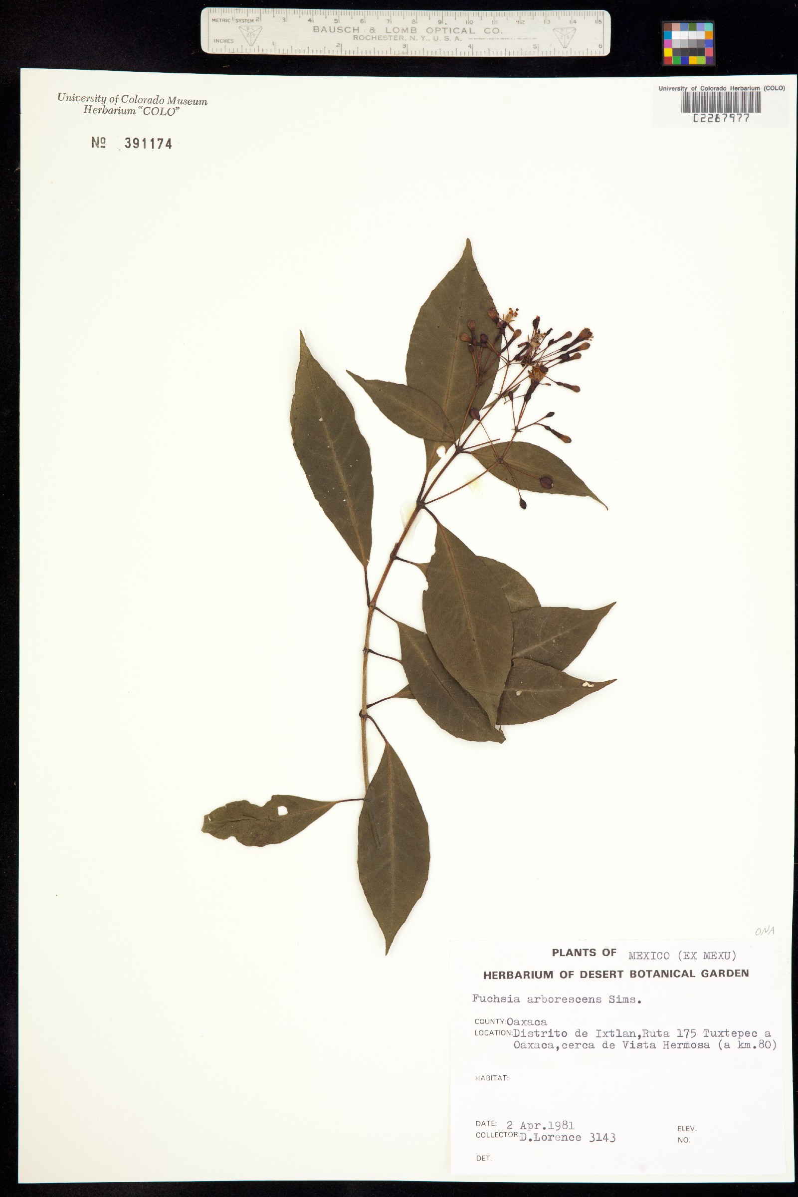 Fuchsia arborescens image