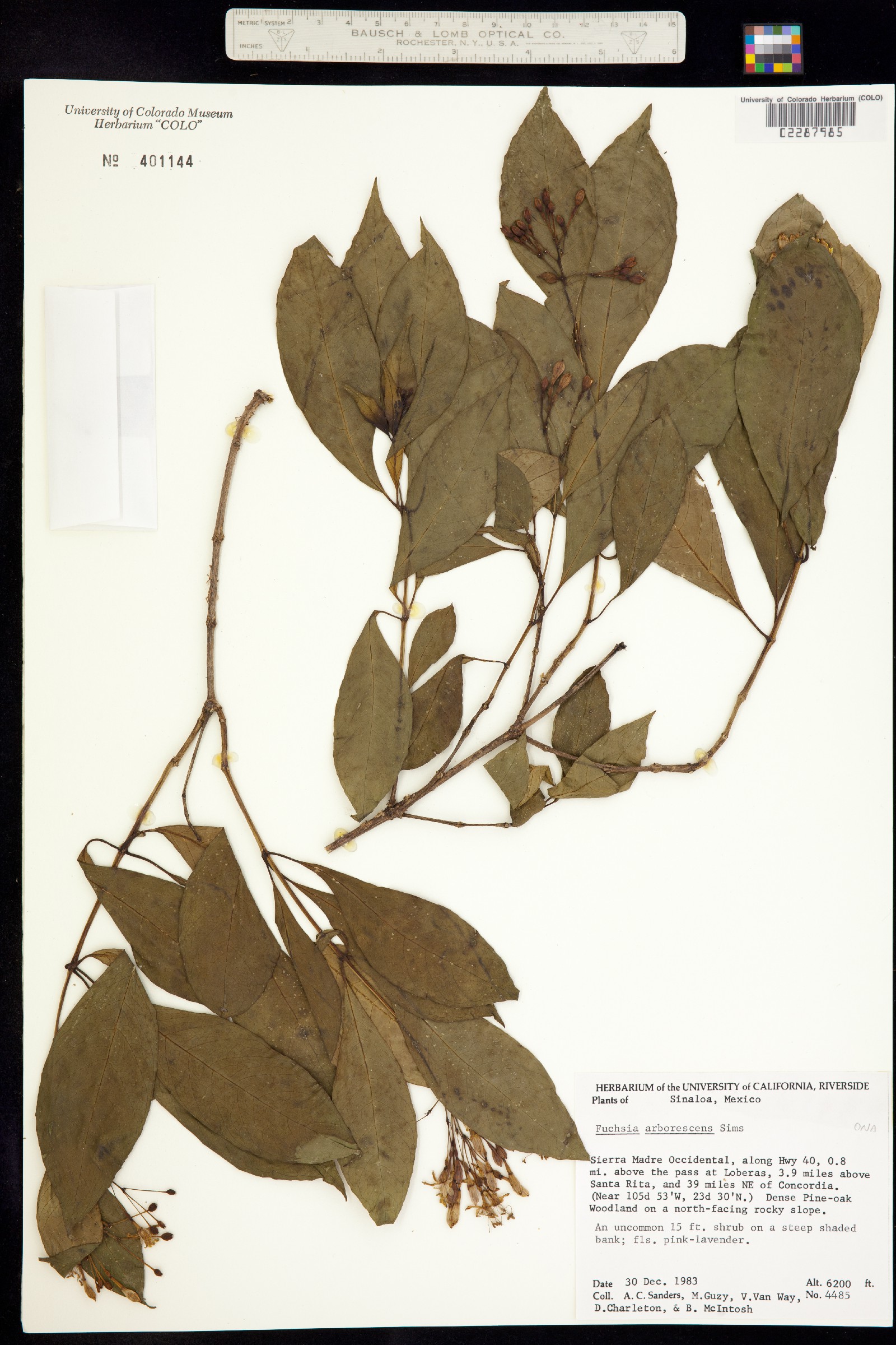Fuchsia image