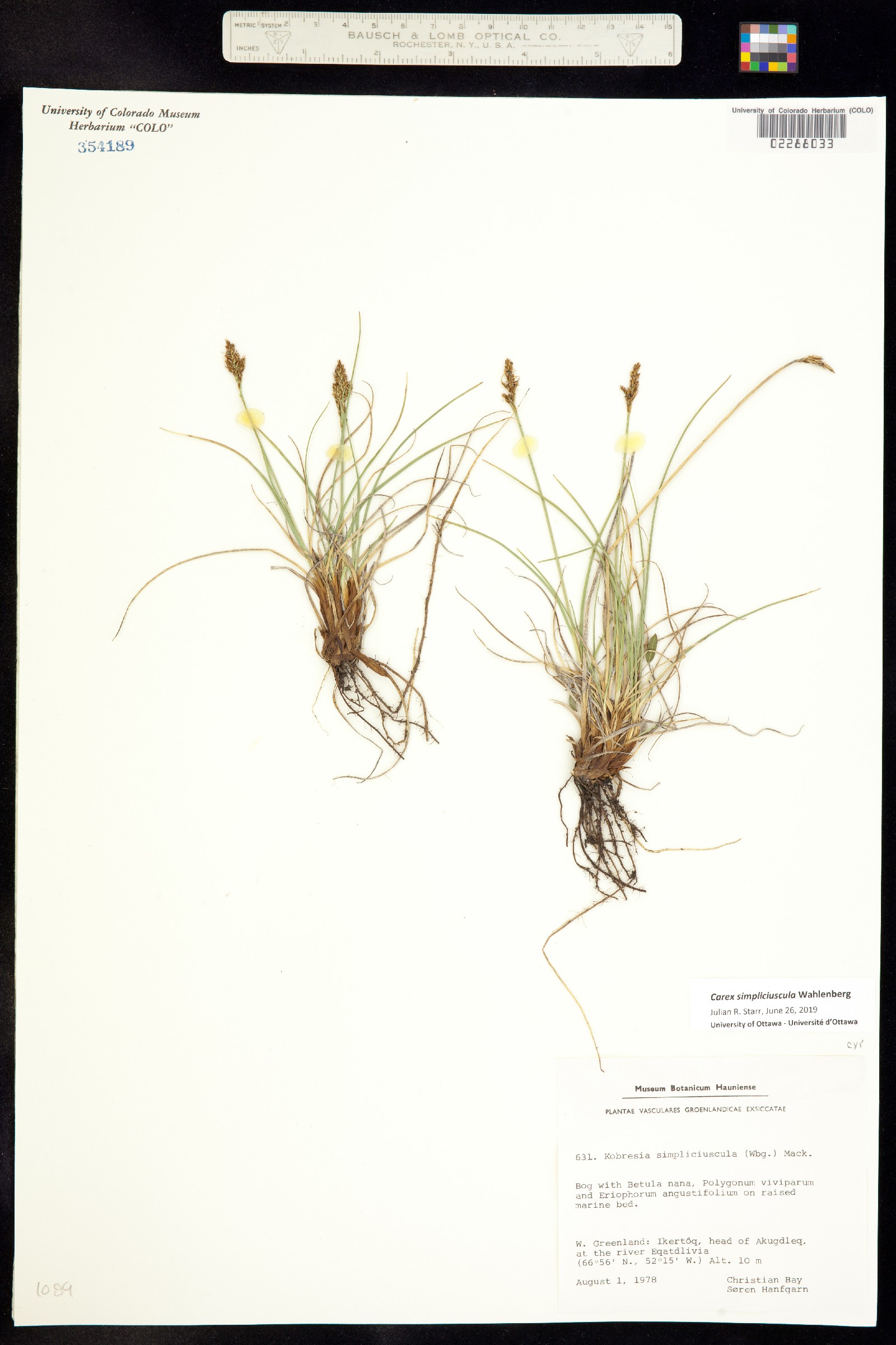 Kobresia simpliciuscula image