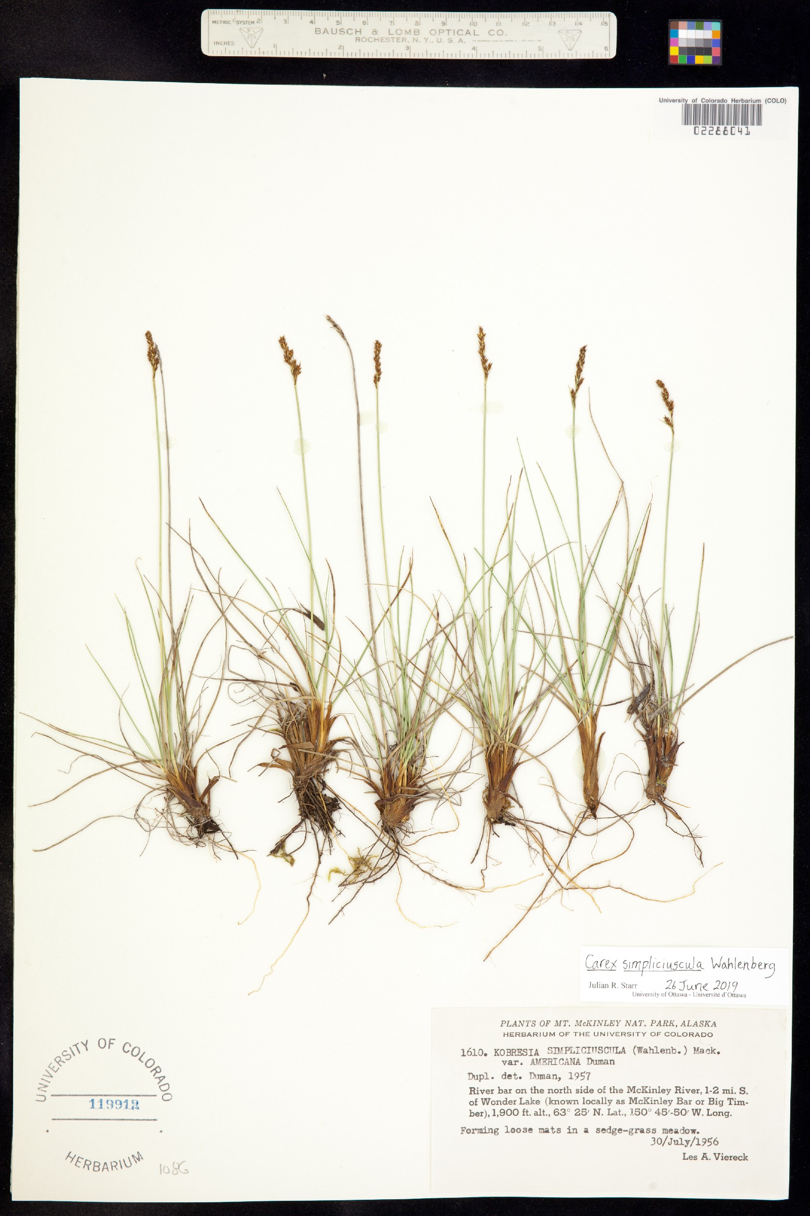 Kobresia simpliciuscula image