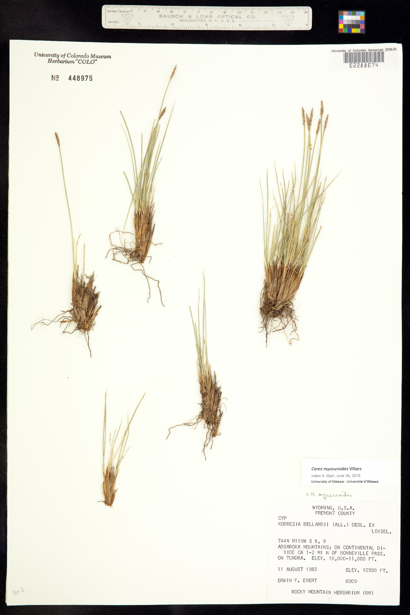 Kobresia myosuroides image