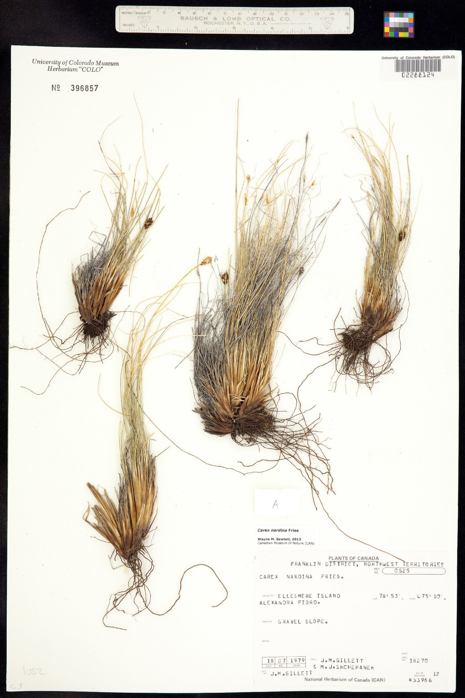 Carex nardina image