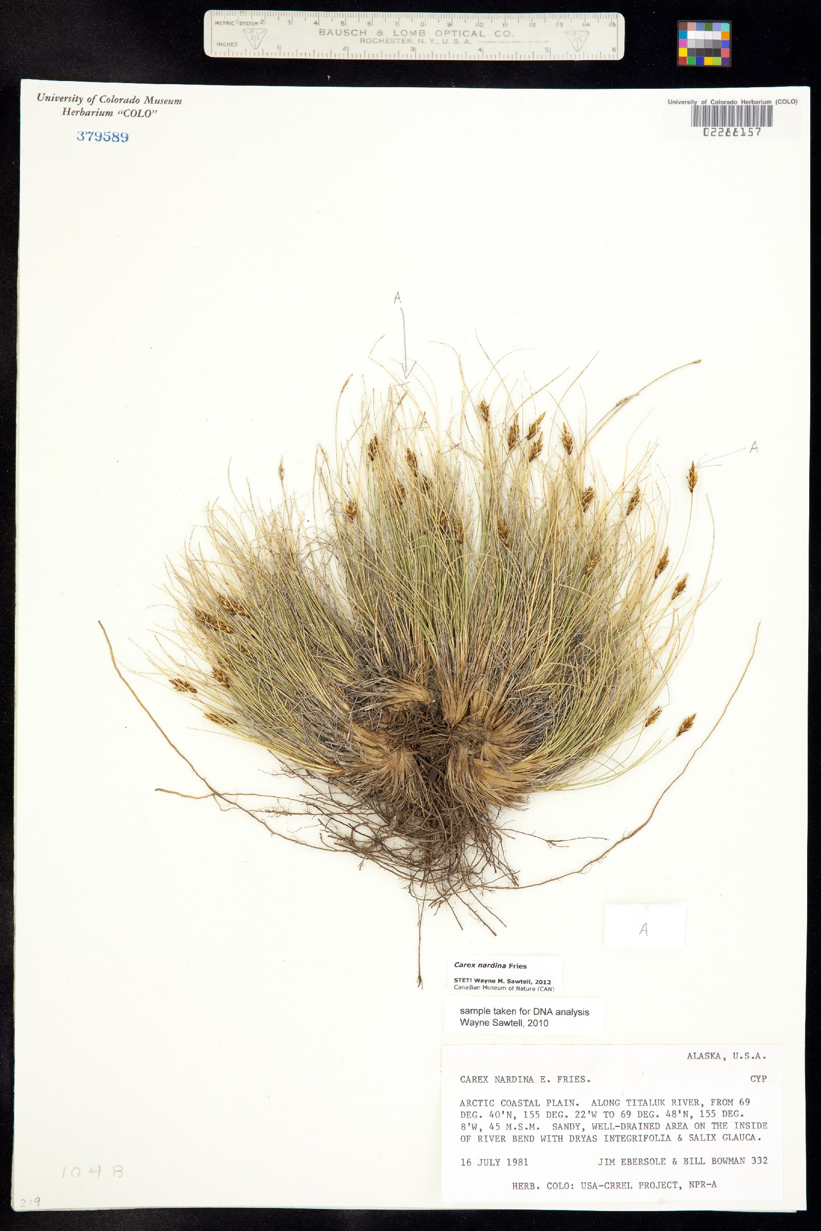 Carex nardina image