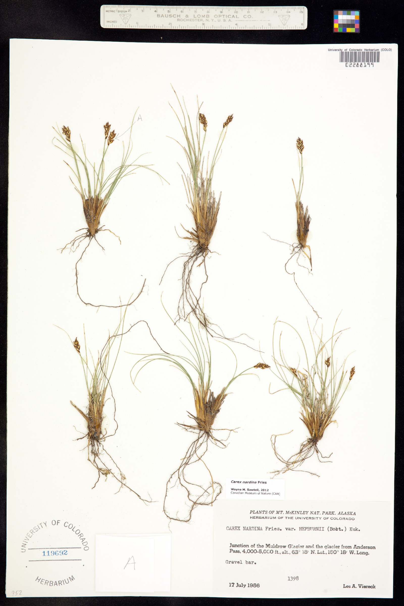 Carex nardina image