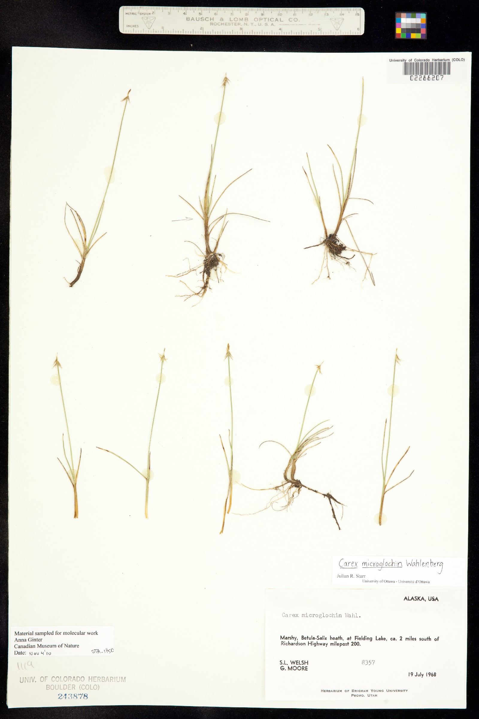 Carex microglochin image