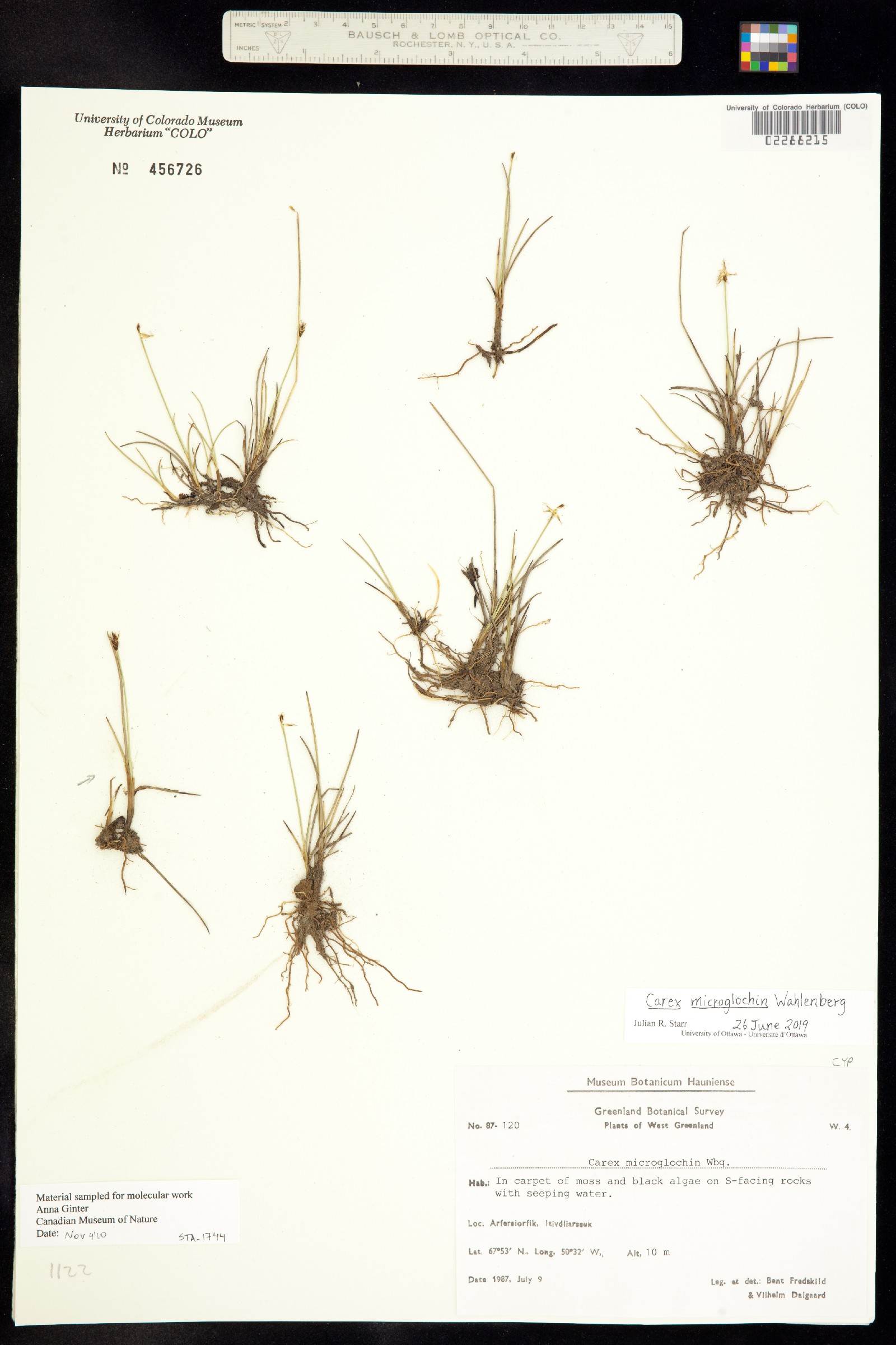 Carex microglochin image