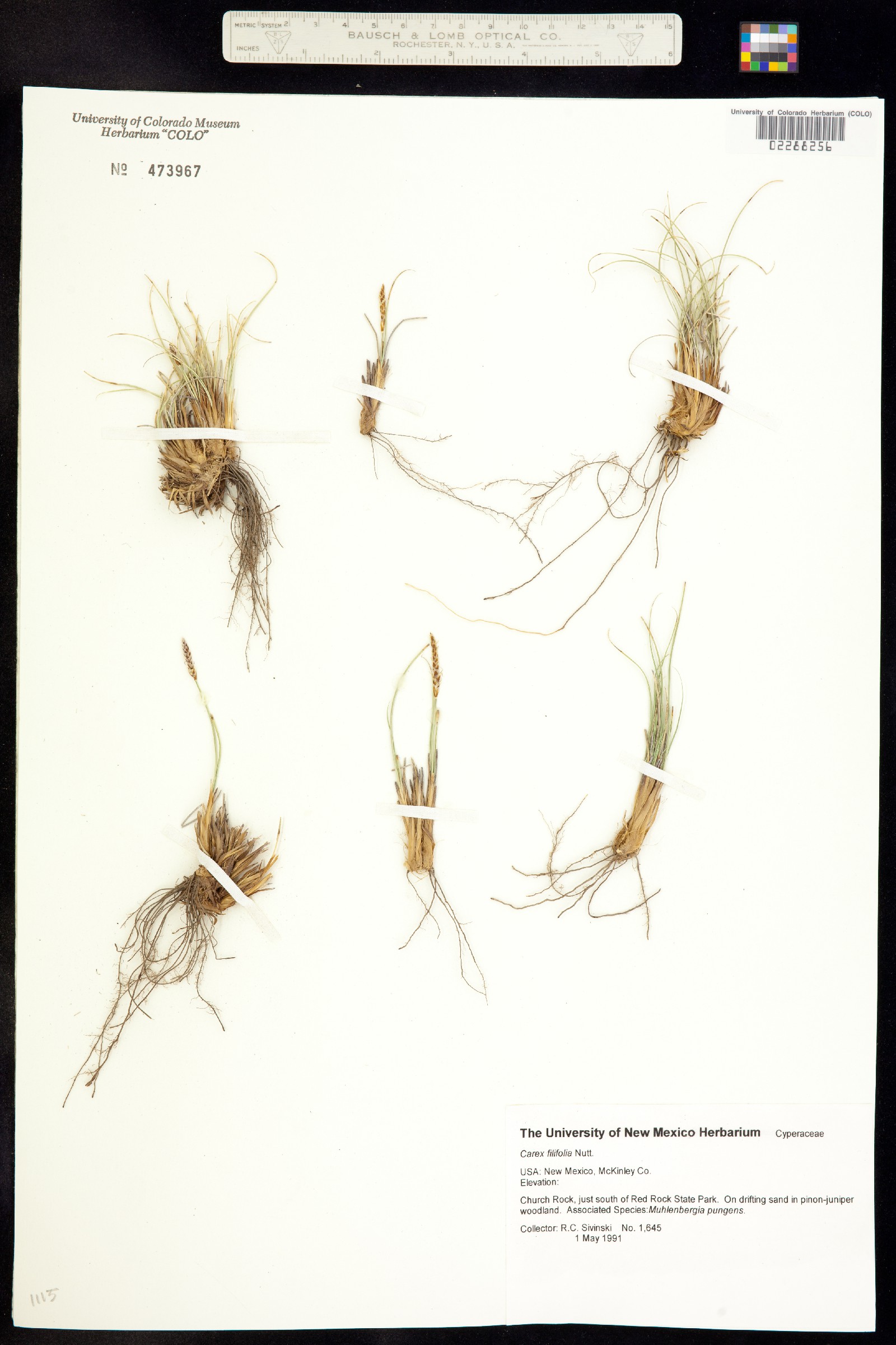 Carex filifolia image