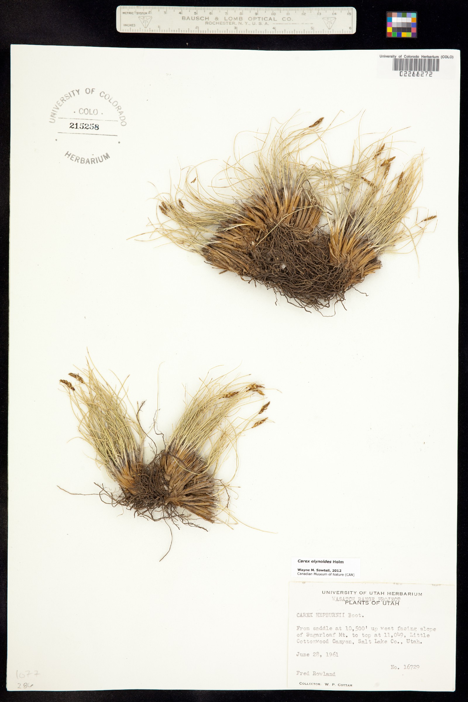 Carex elynoides image