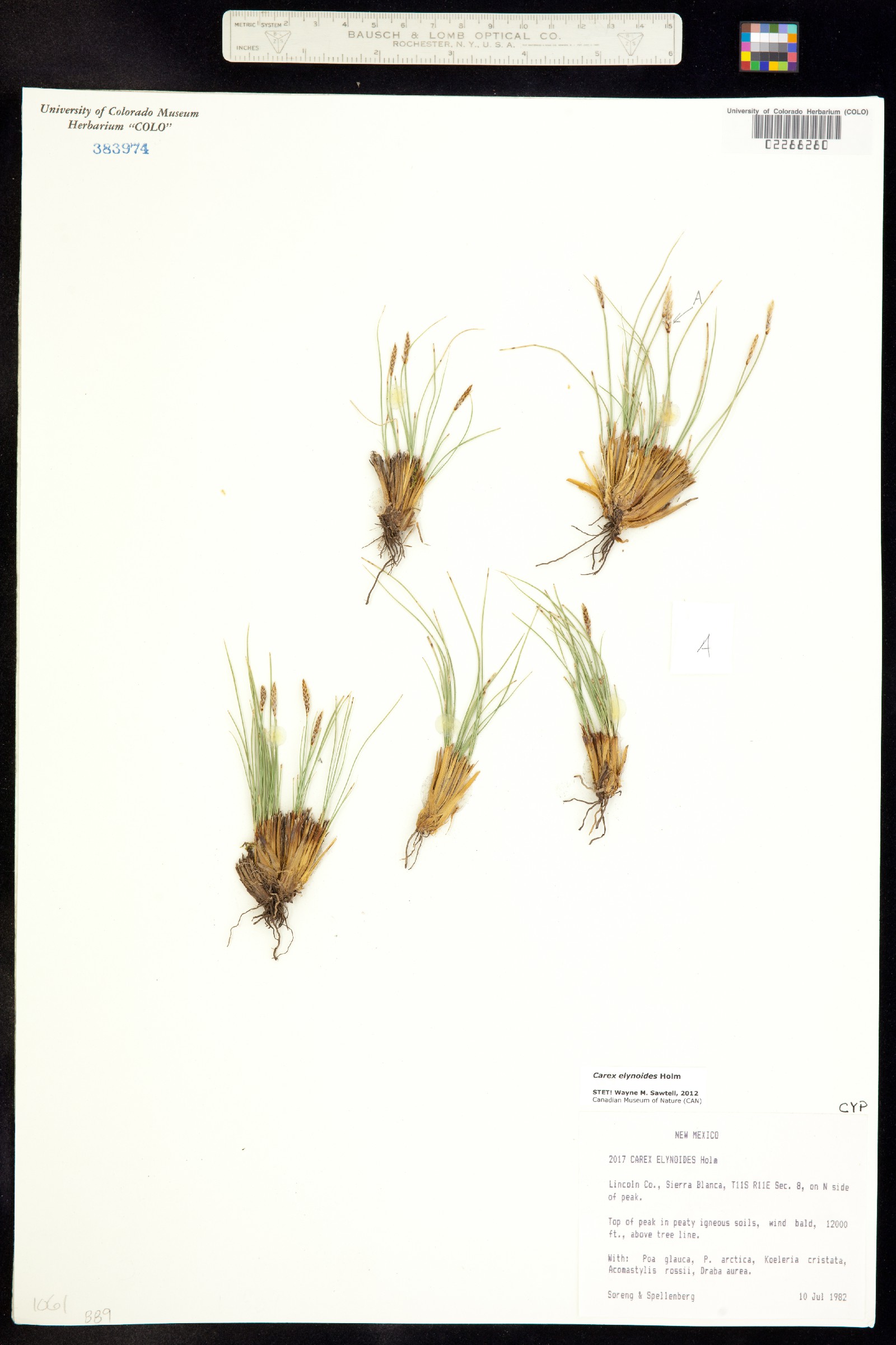 Carex elynoides image