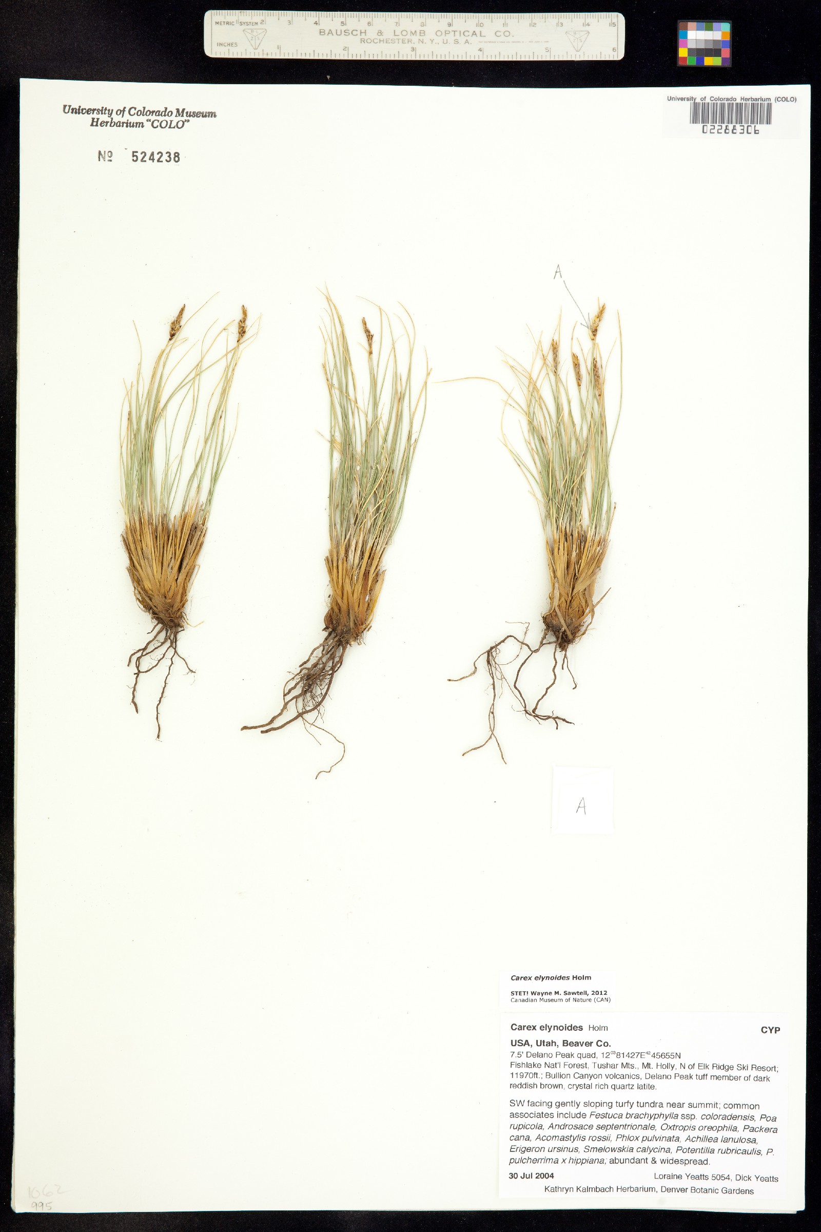 Carex elynoides image