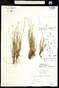 Carex capitata subsp. arctogena image