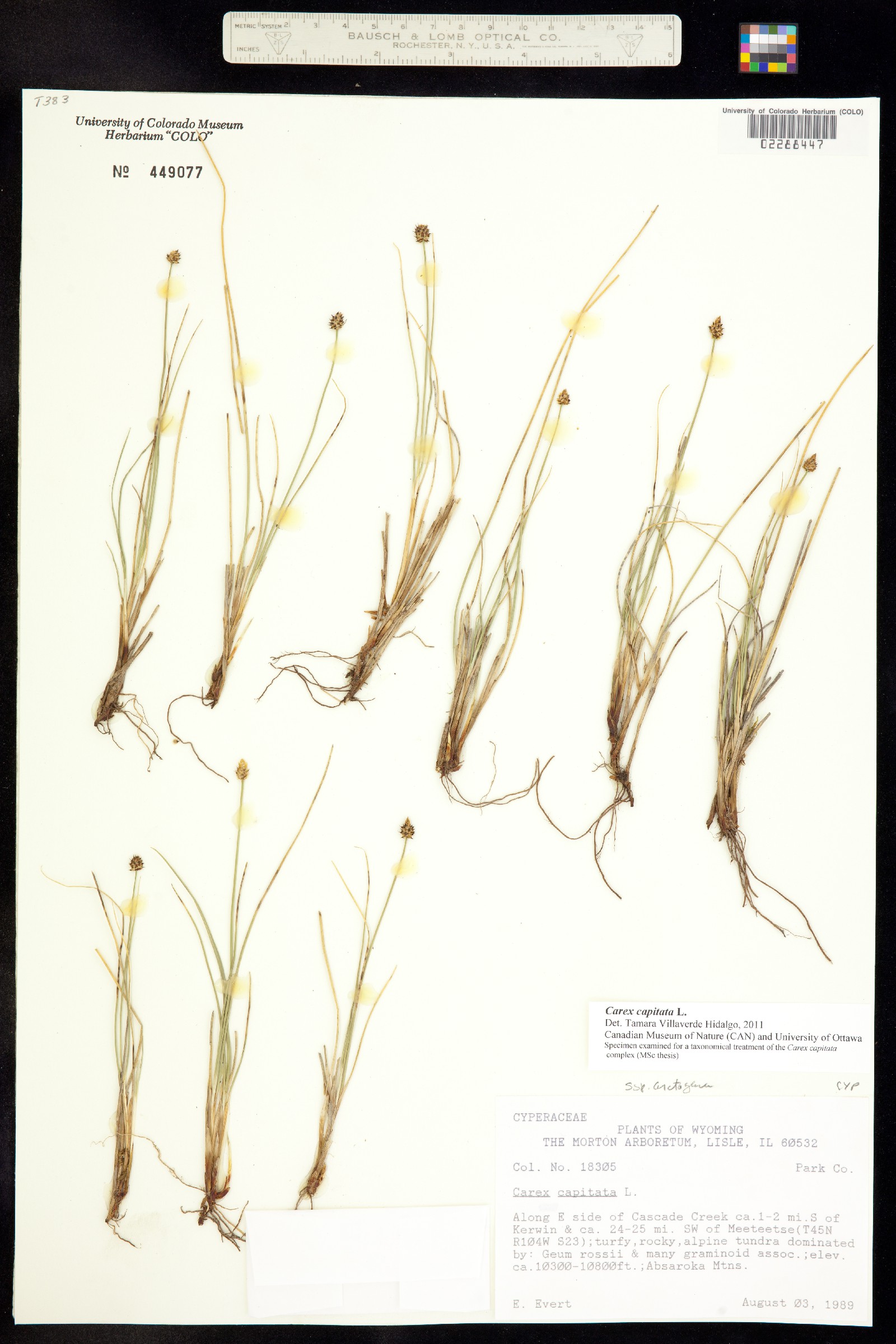 Carex capitata image