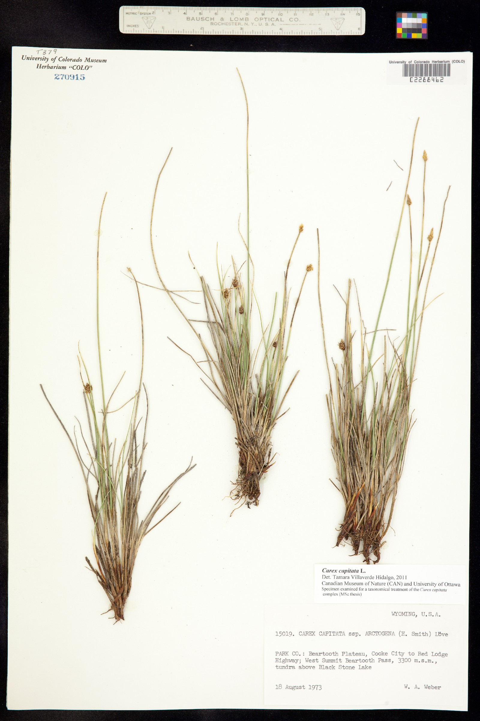 Carex capitata image