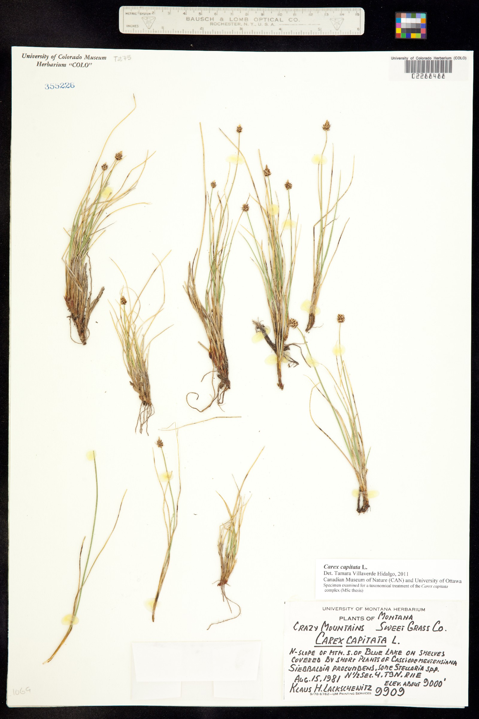 Carex capitata image