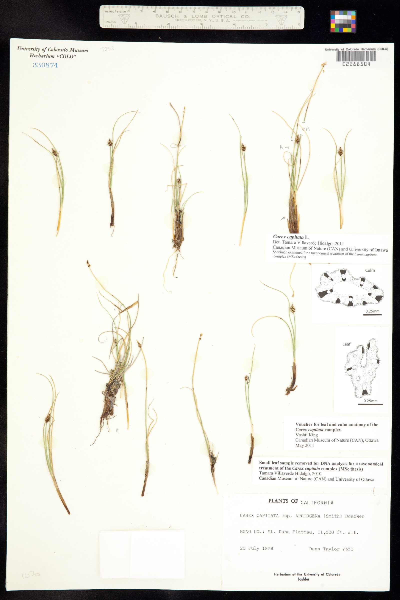 Carex capitata image