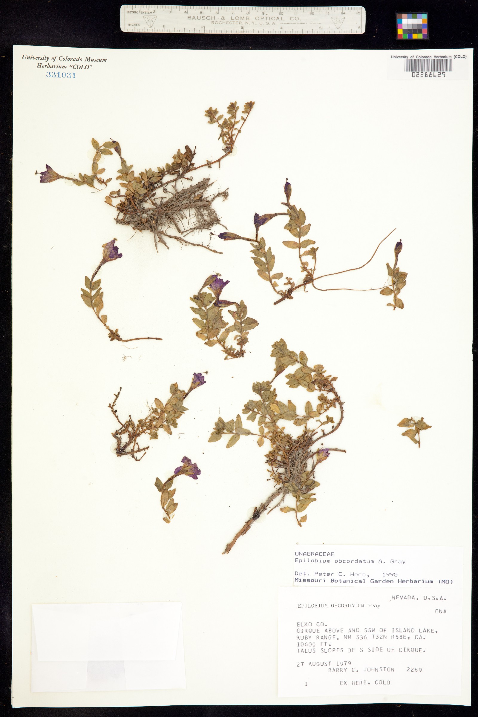 Epilobium obcordatum image