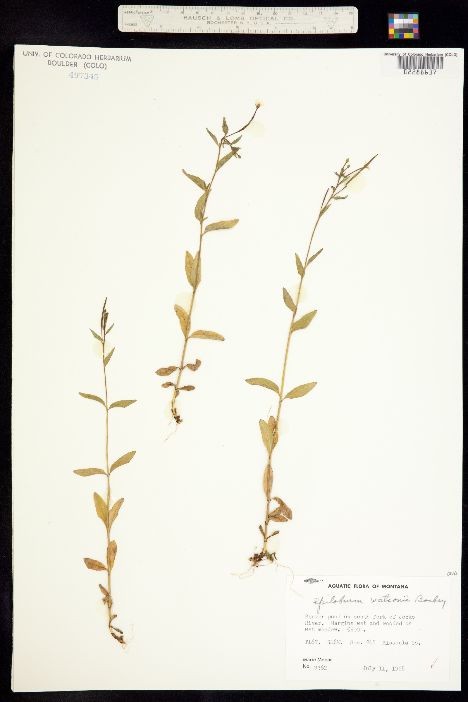 Epilobium ciliatum ssp. watsonii image