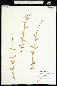 Epilobium ciliatum ssp. watsonii image