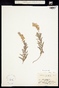 Oenothera suffrutescens image