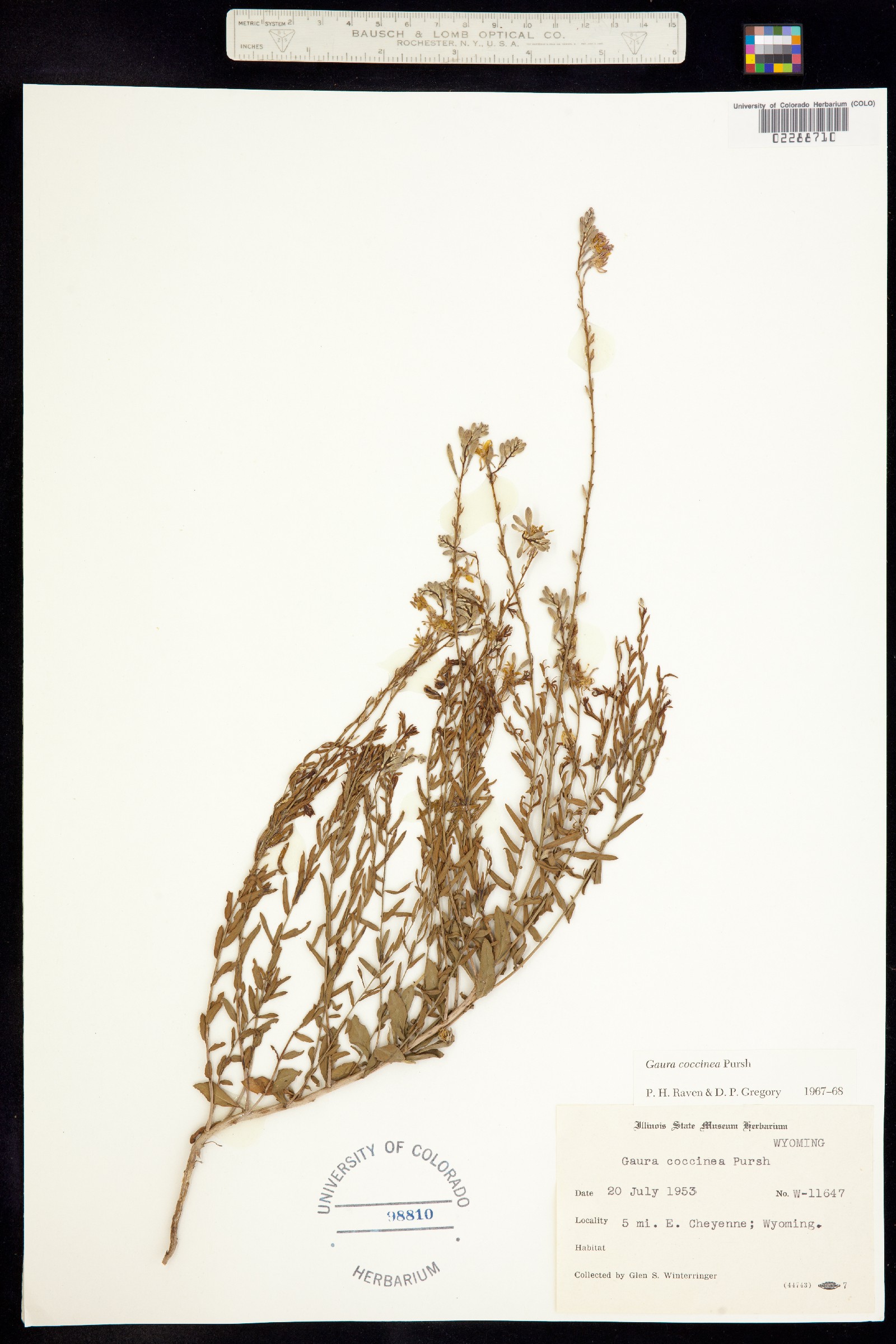 Oenothera suffrutescens image