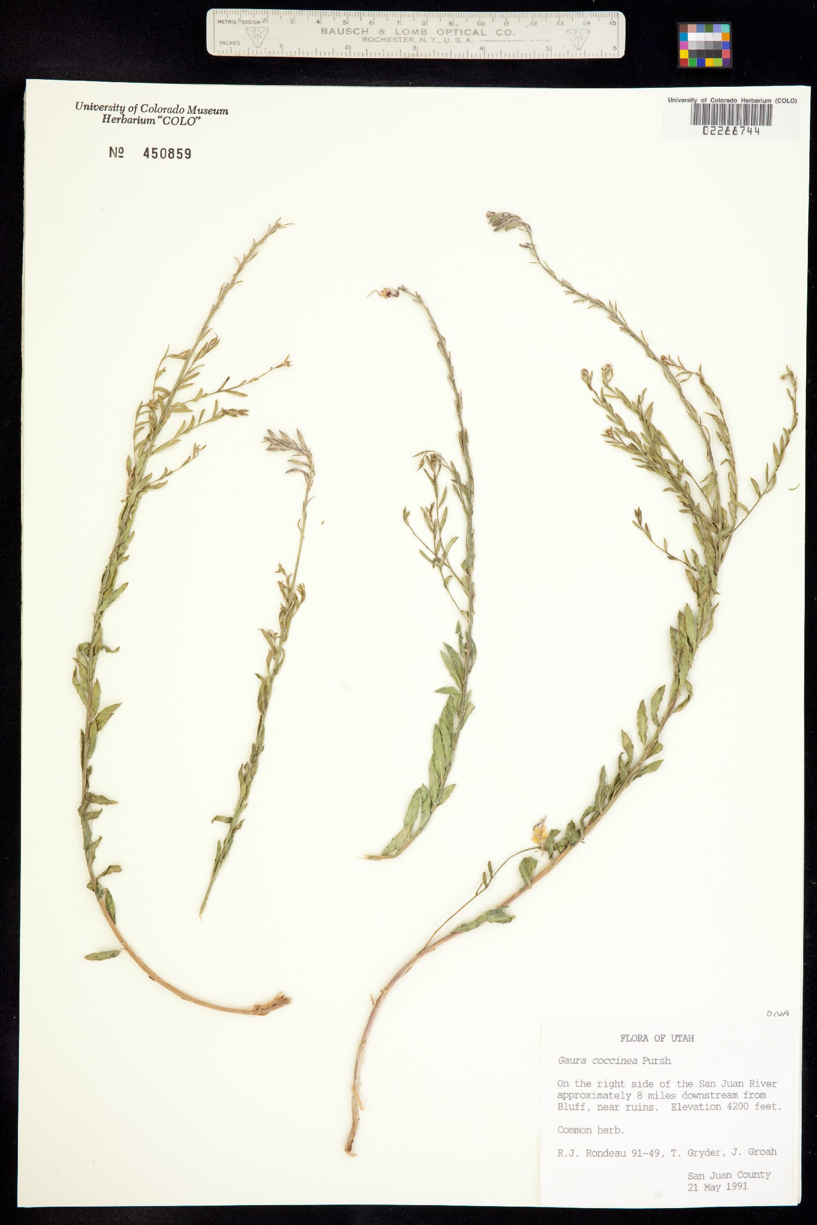 Oenothera suffrutescens image