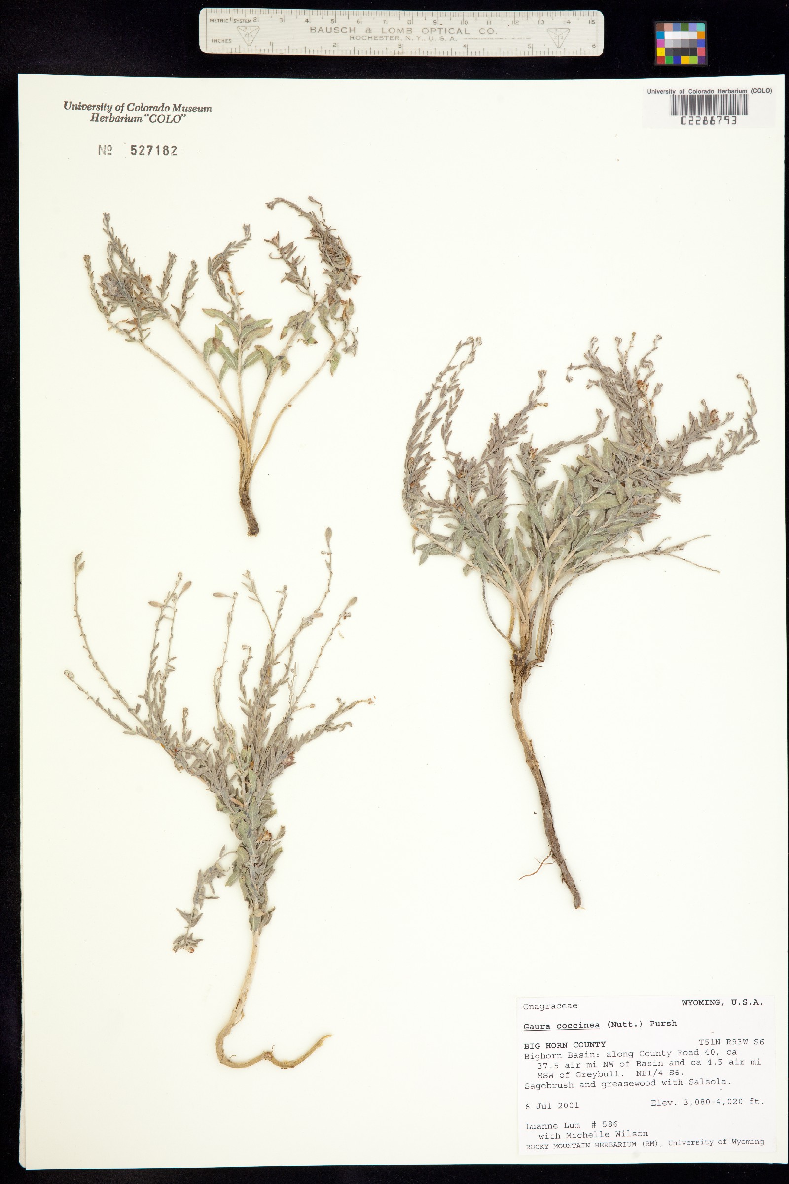 Oenothera image
