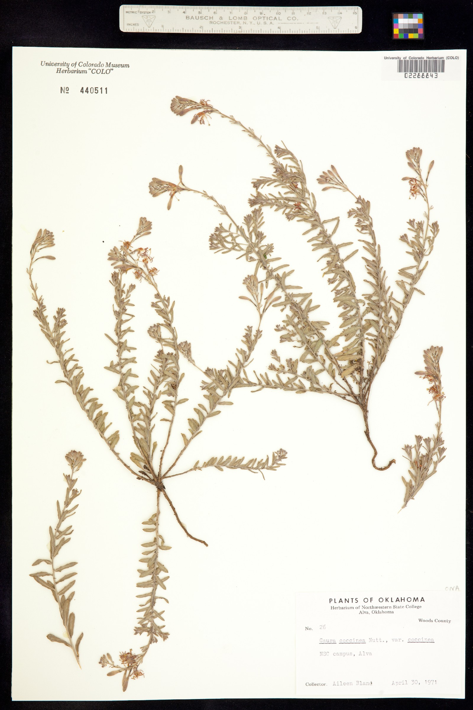 Oenothera suffrutescens image