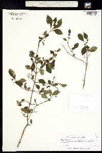 Image of Fuchsia magellanica