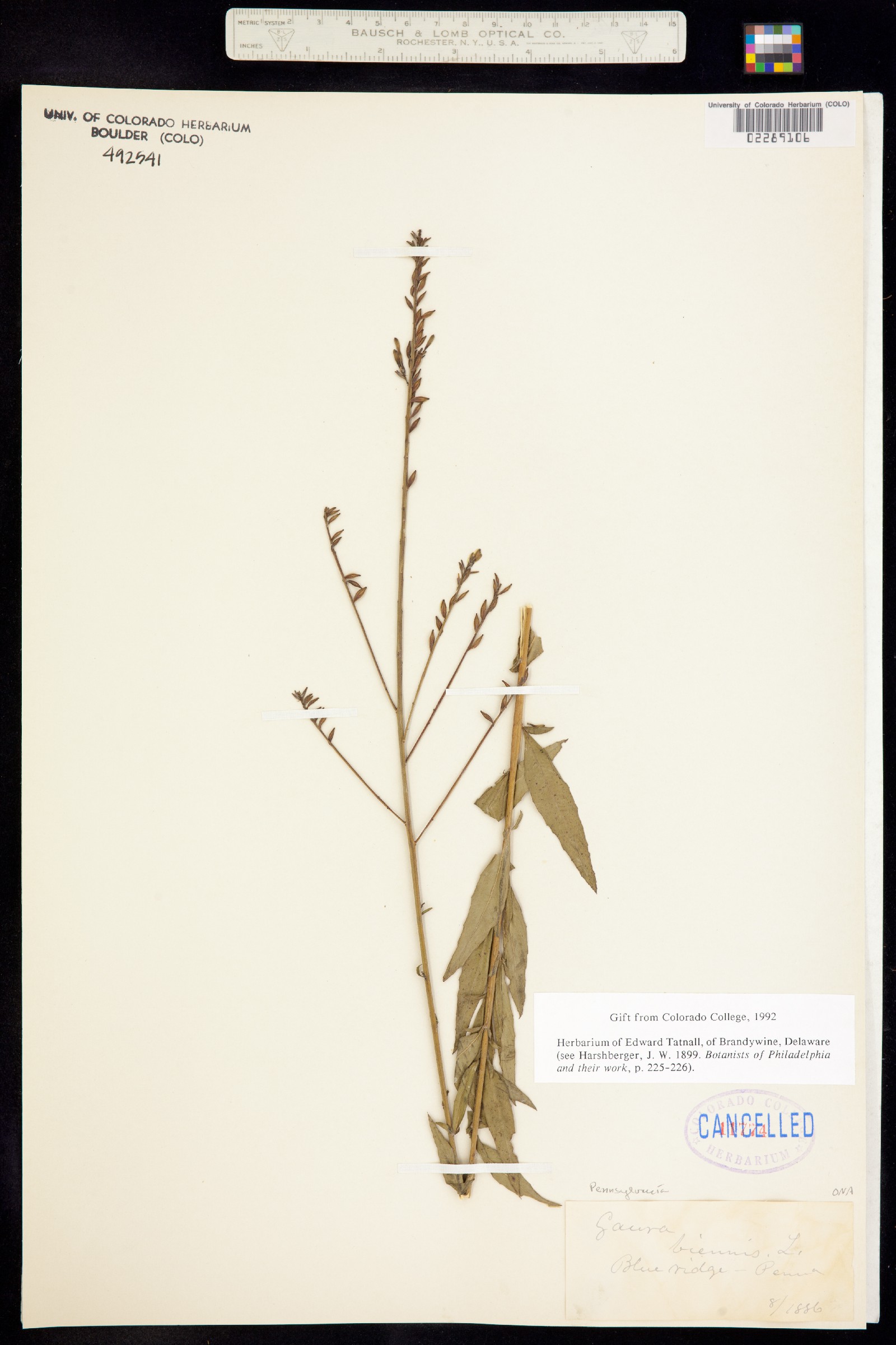 Oenothera gaura image