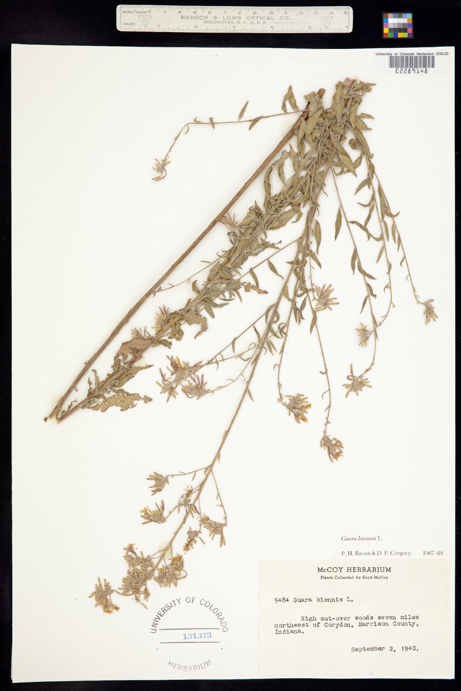 Oenothera gaura image