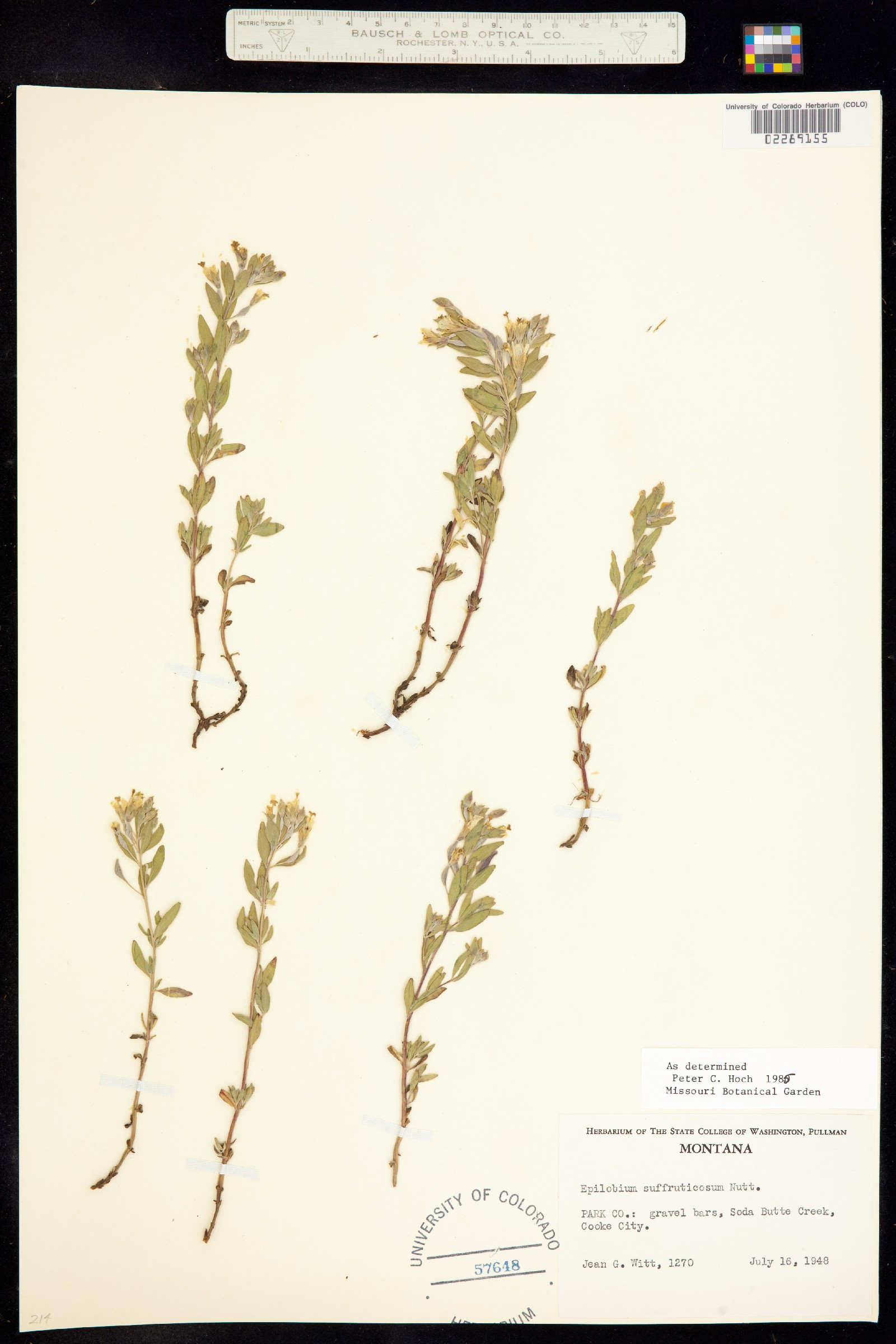 Epilobium suffruticosum image