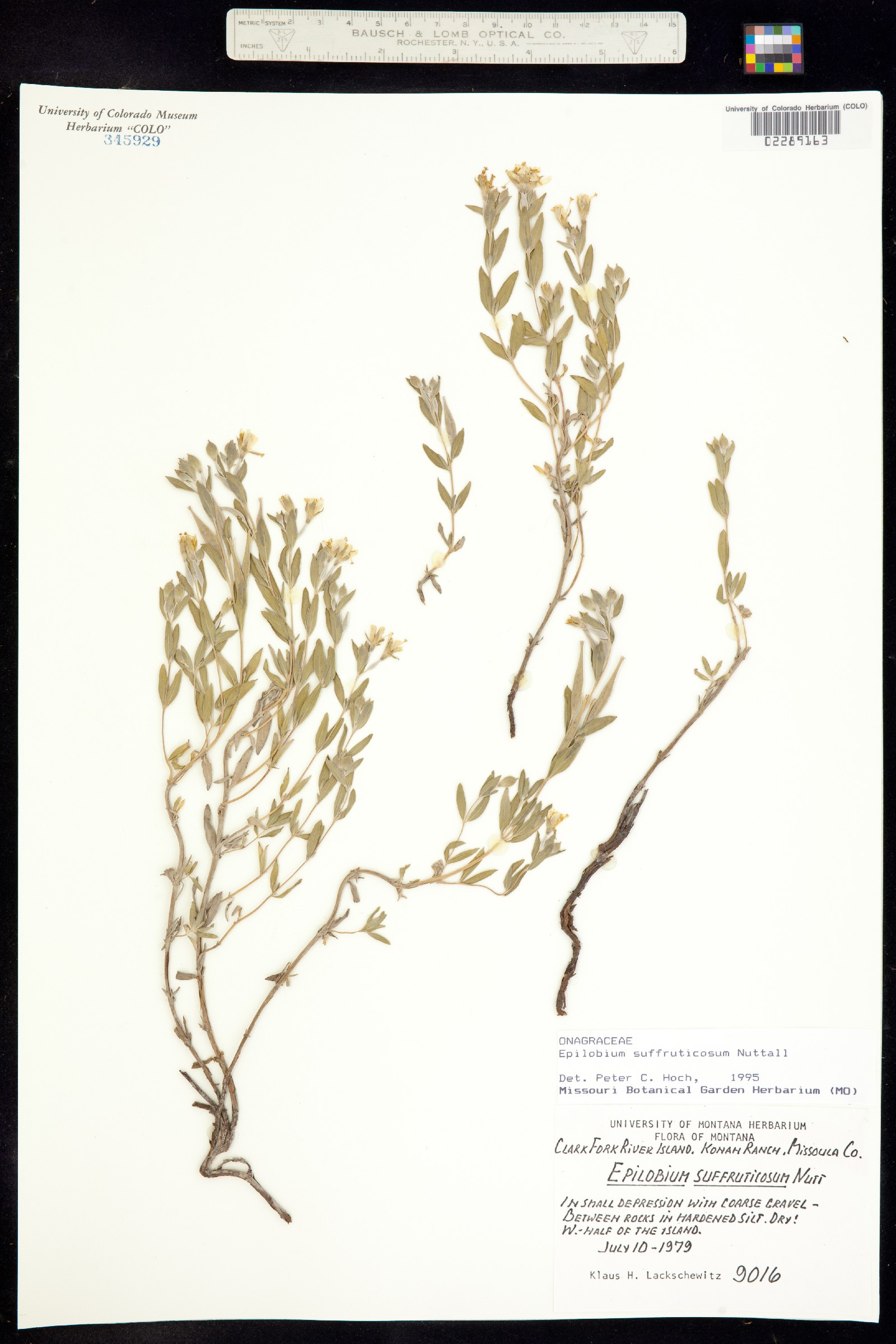 Epilobium suffruticosum image