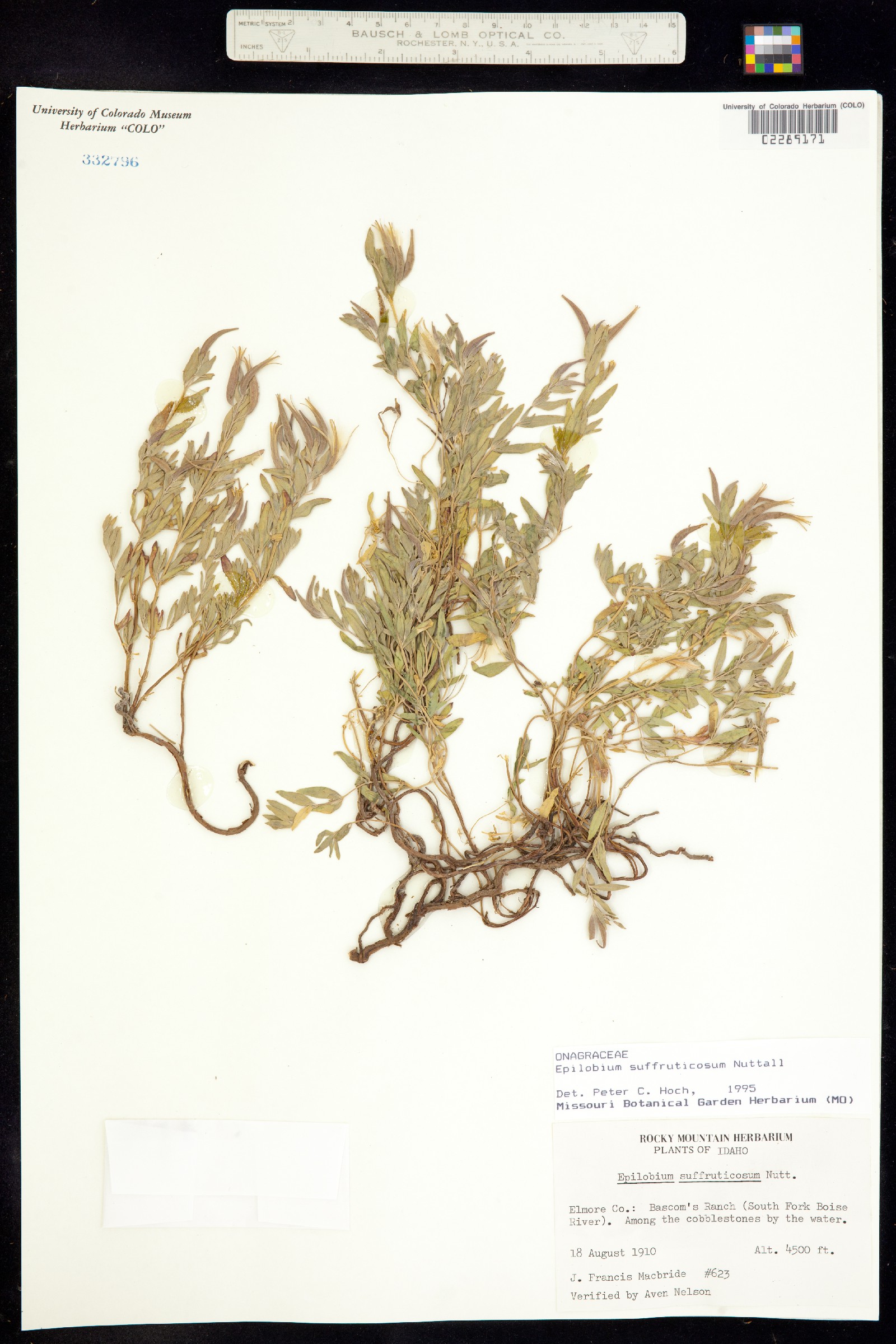 Epilobium suffruticosum image