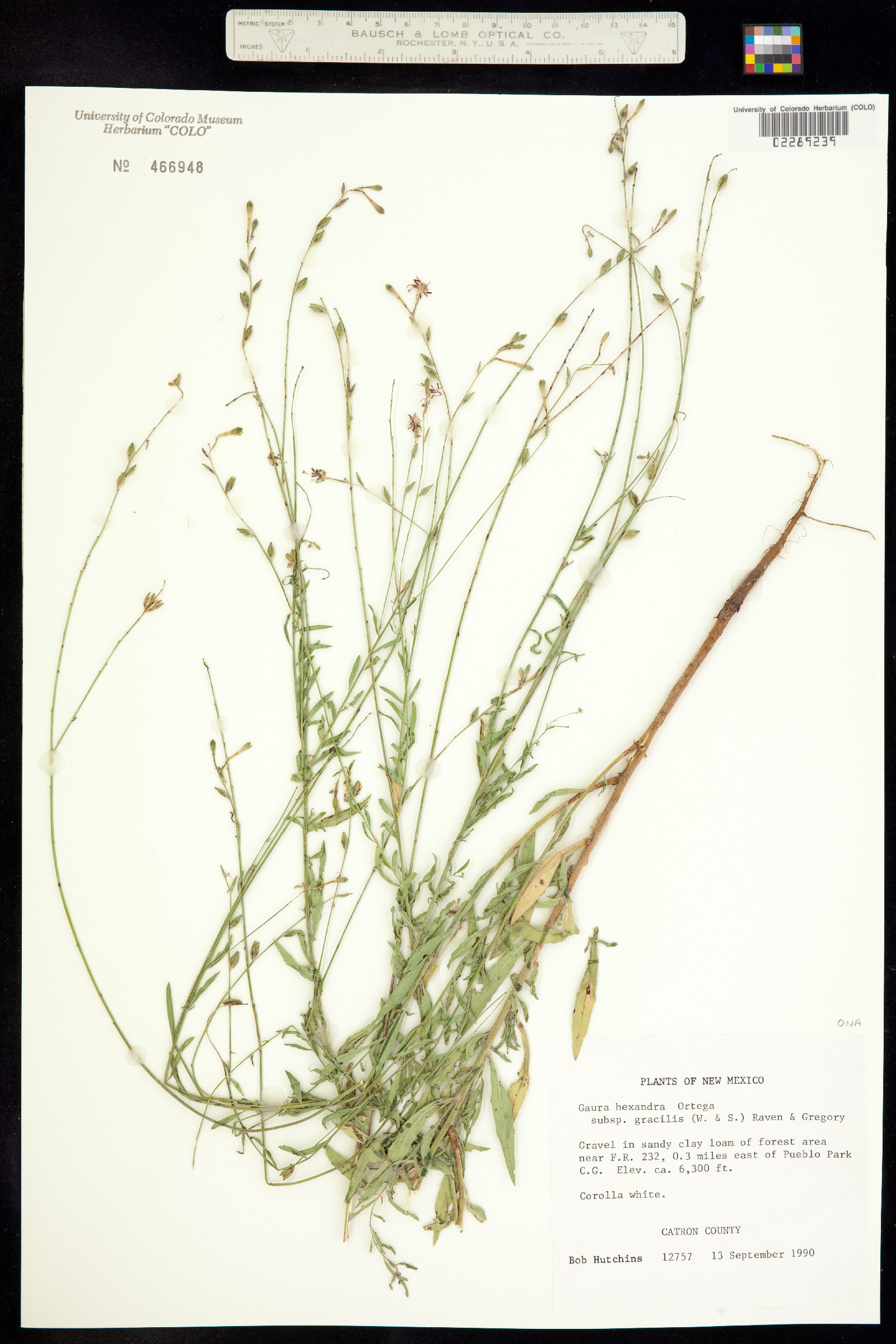Oenothera hexandra ssp. hexandra image