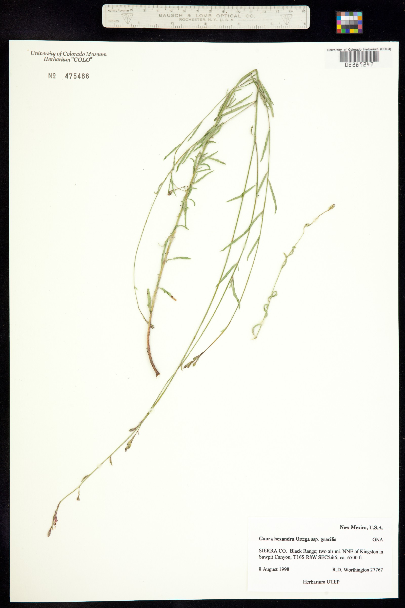 Oenothera hexandra ssp. hexandra image