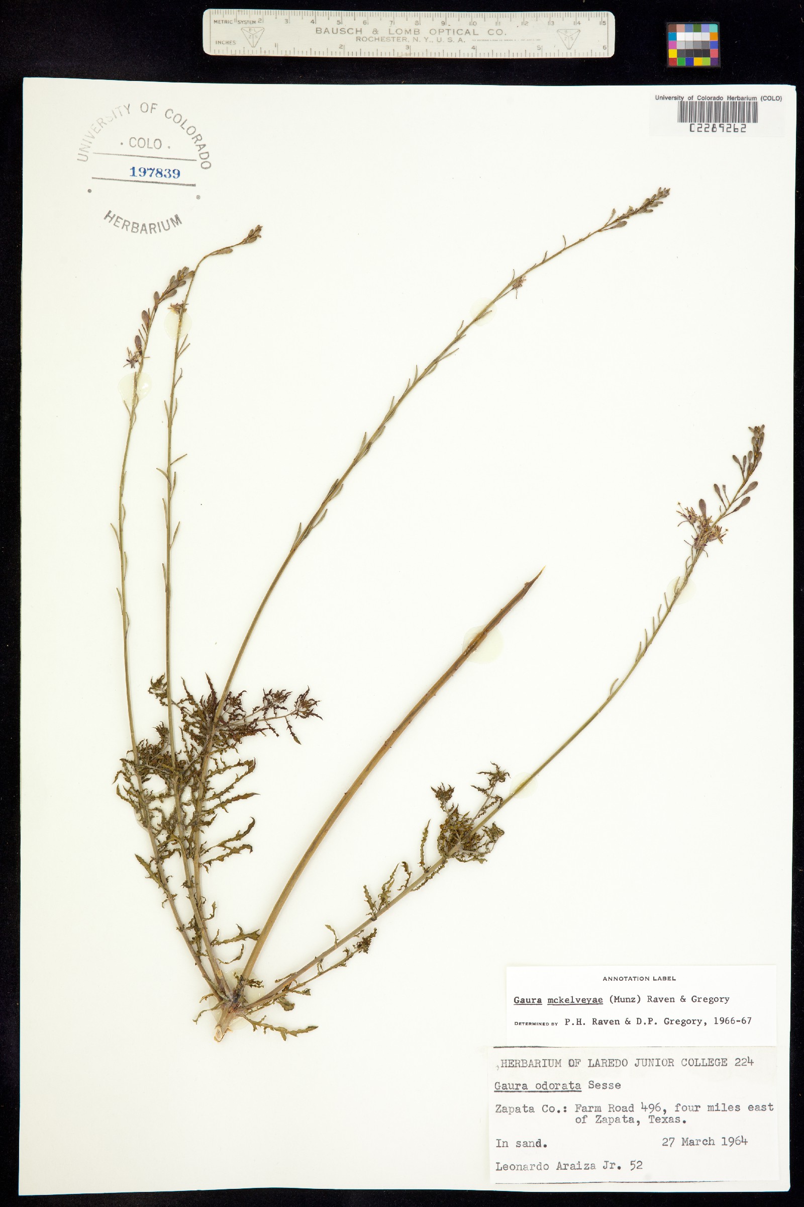 Oenothera mckelveyae image