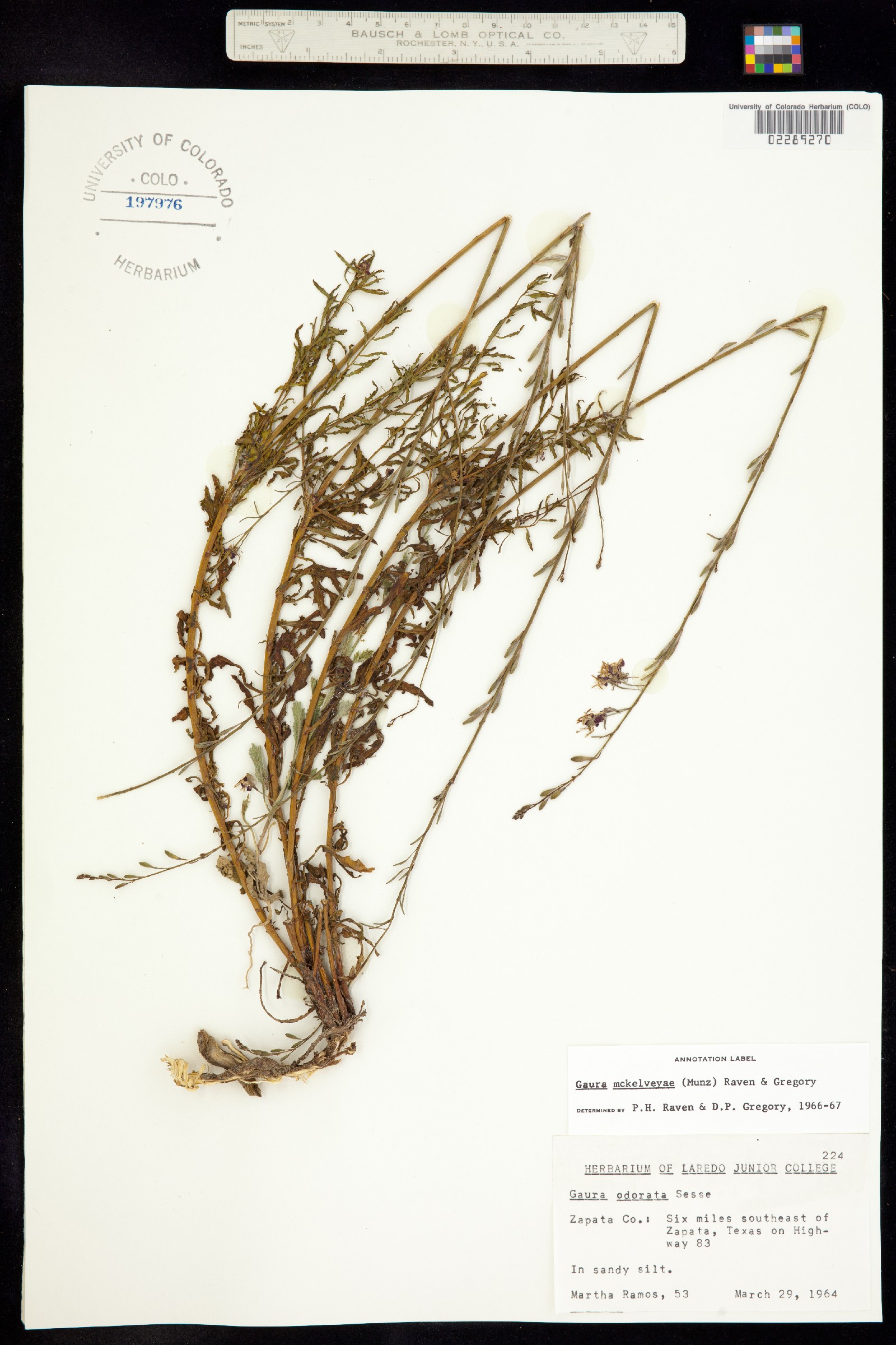 Oenothera mckelveyae image