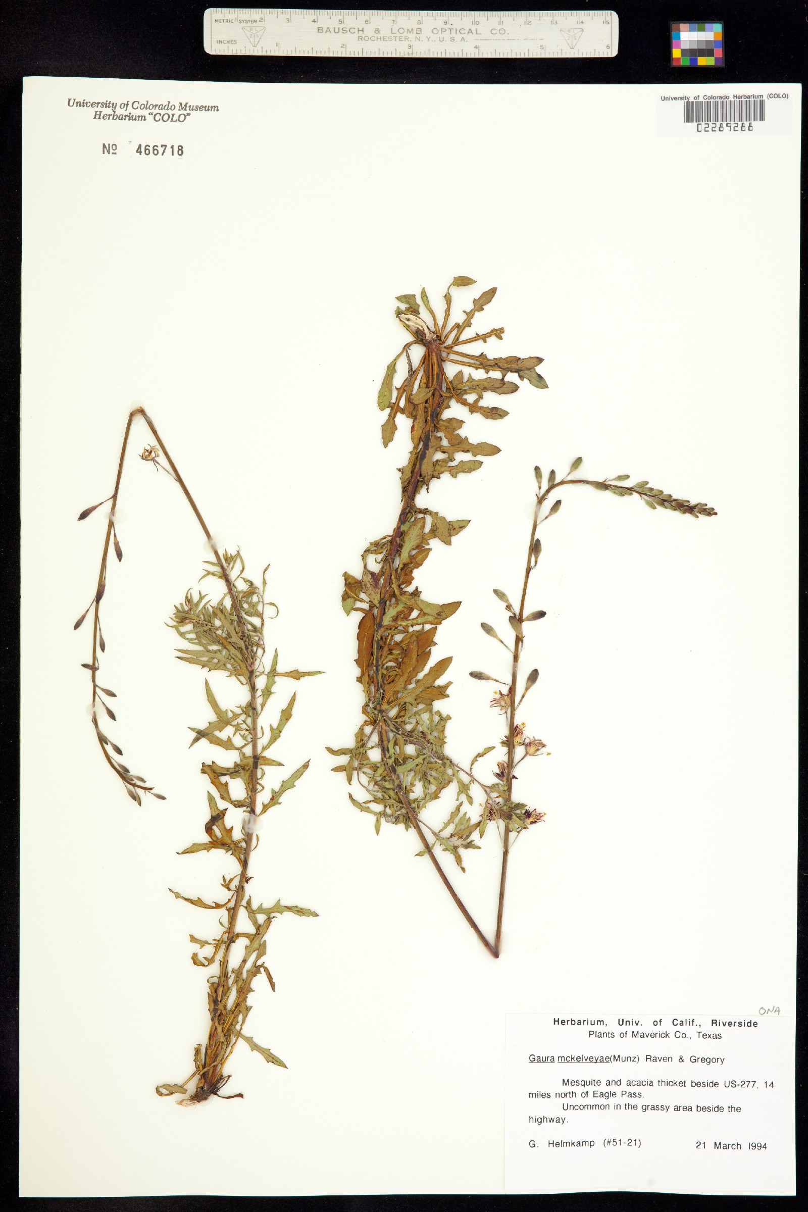 Oenothera mckelveyae image