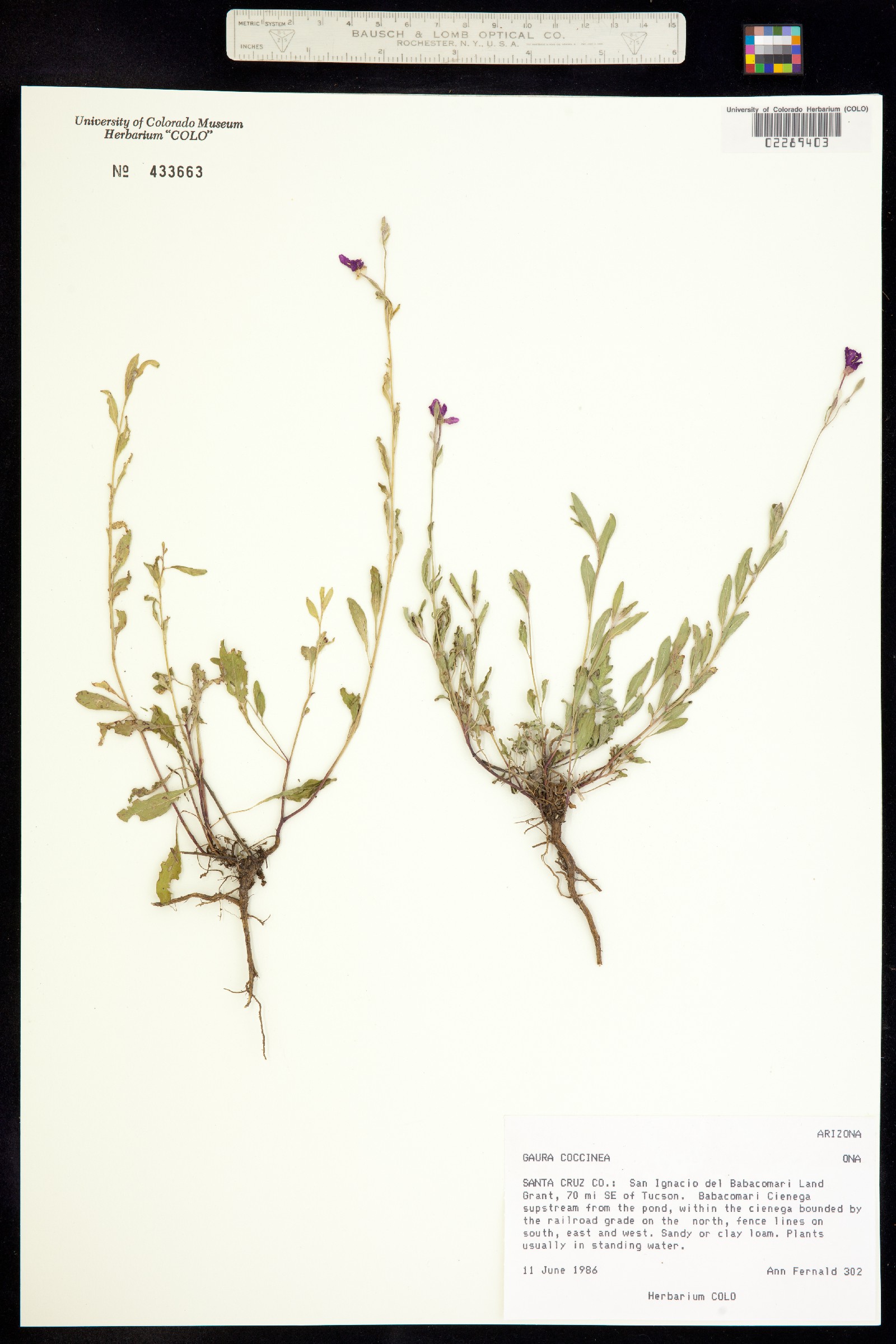 Oenothera suffrutescens image