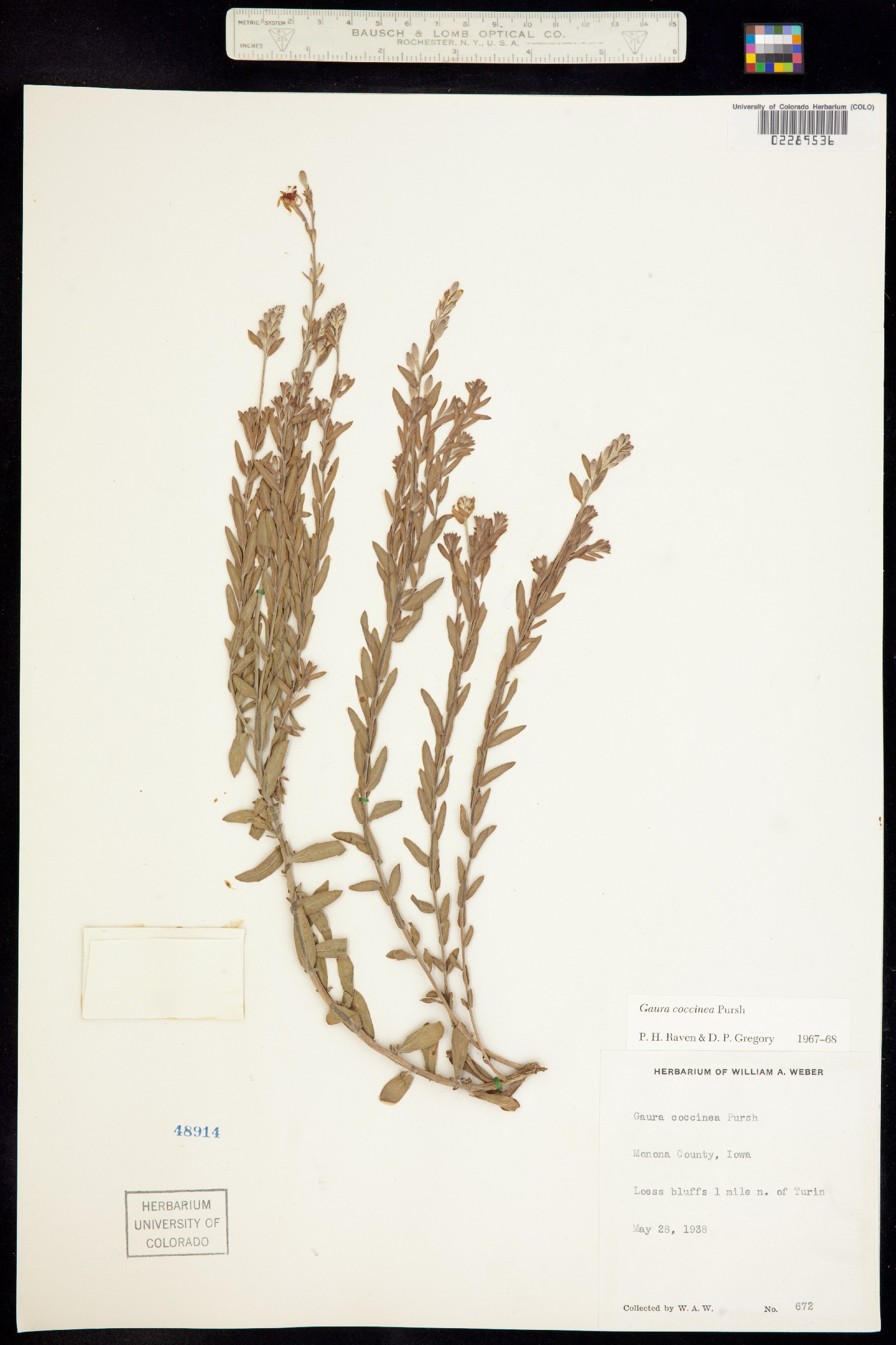 Oenothera suffrutescens image