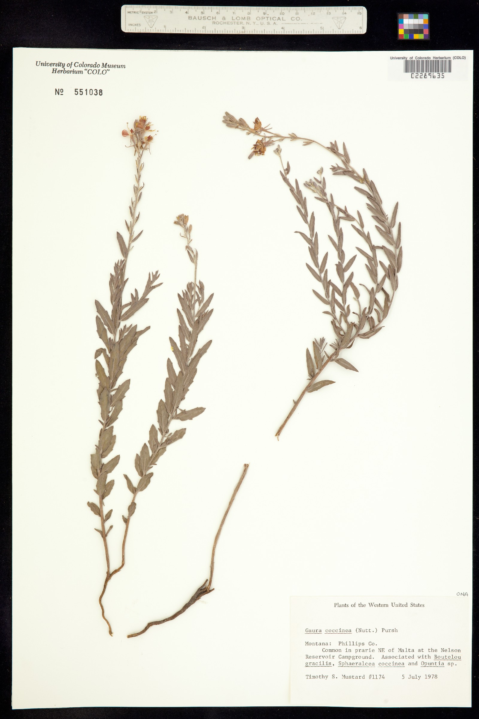 Oenothera suffrutescens image