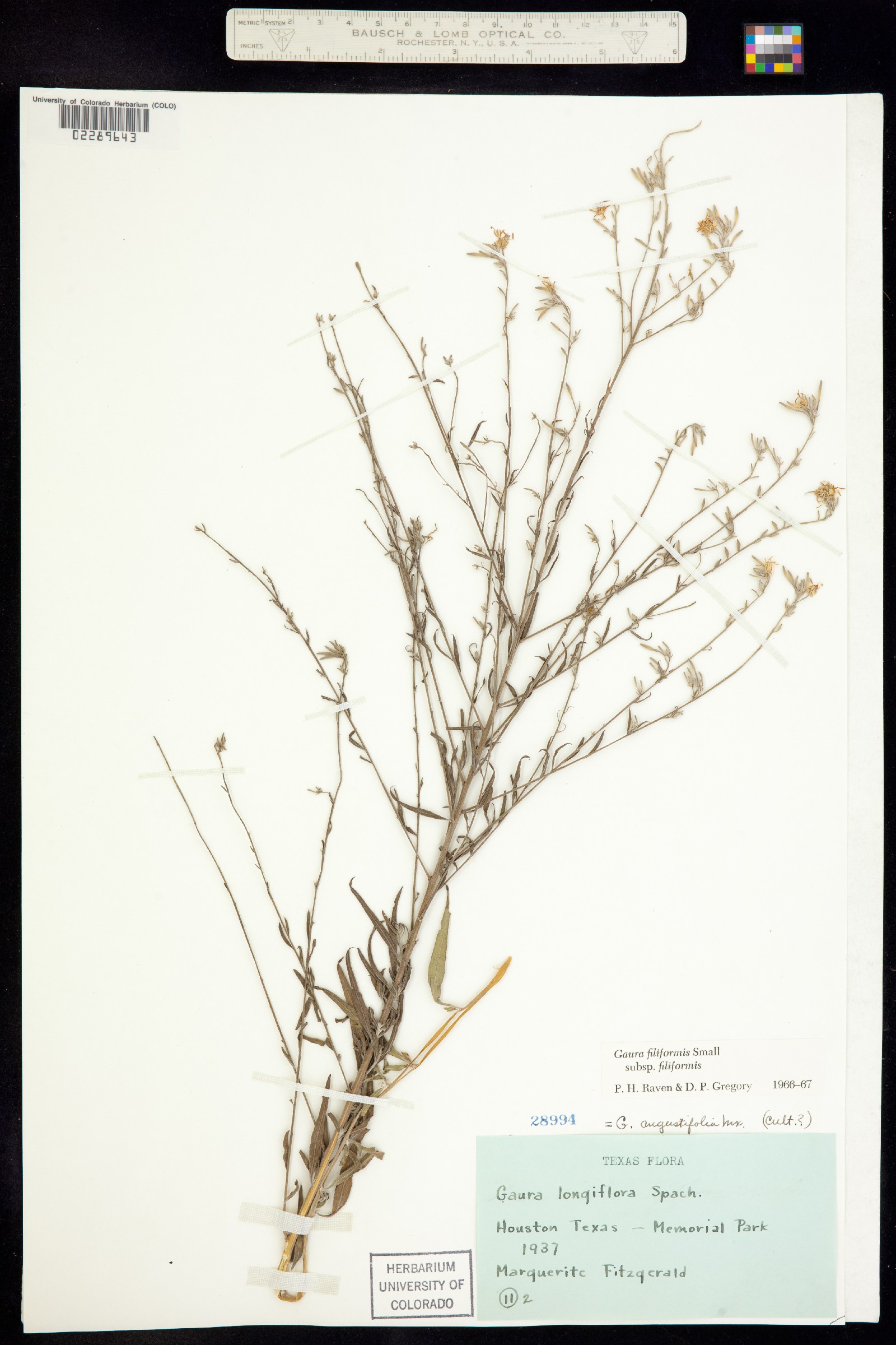Oenothera filiformis image