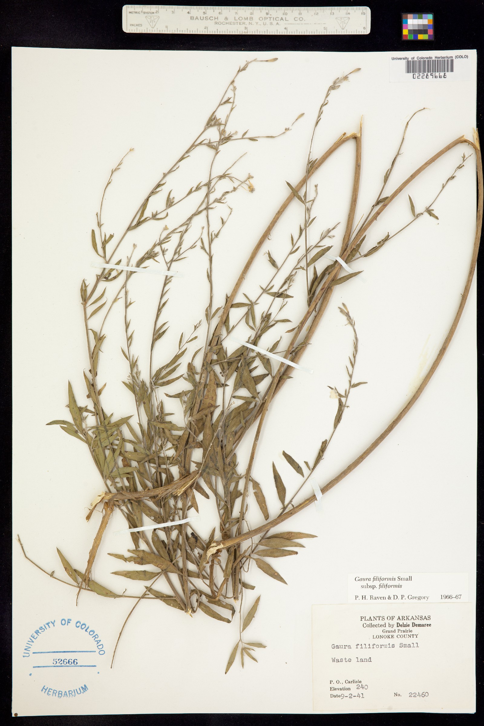 Oenothera filiformis image