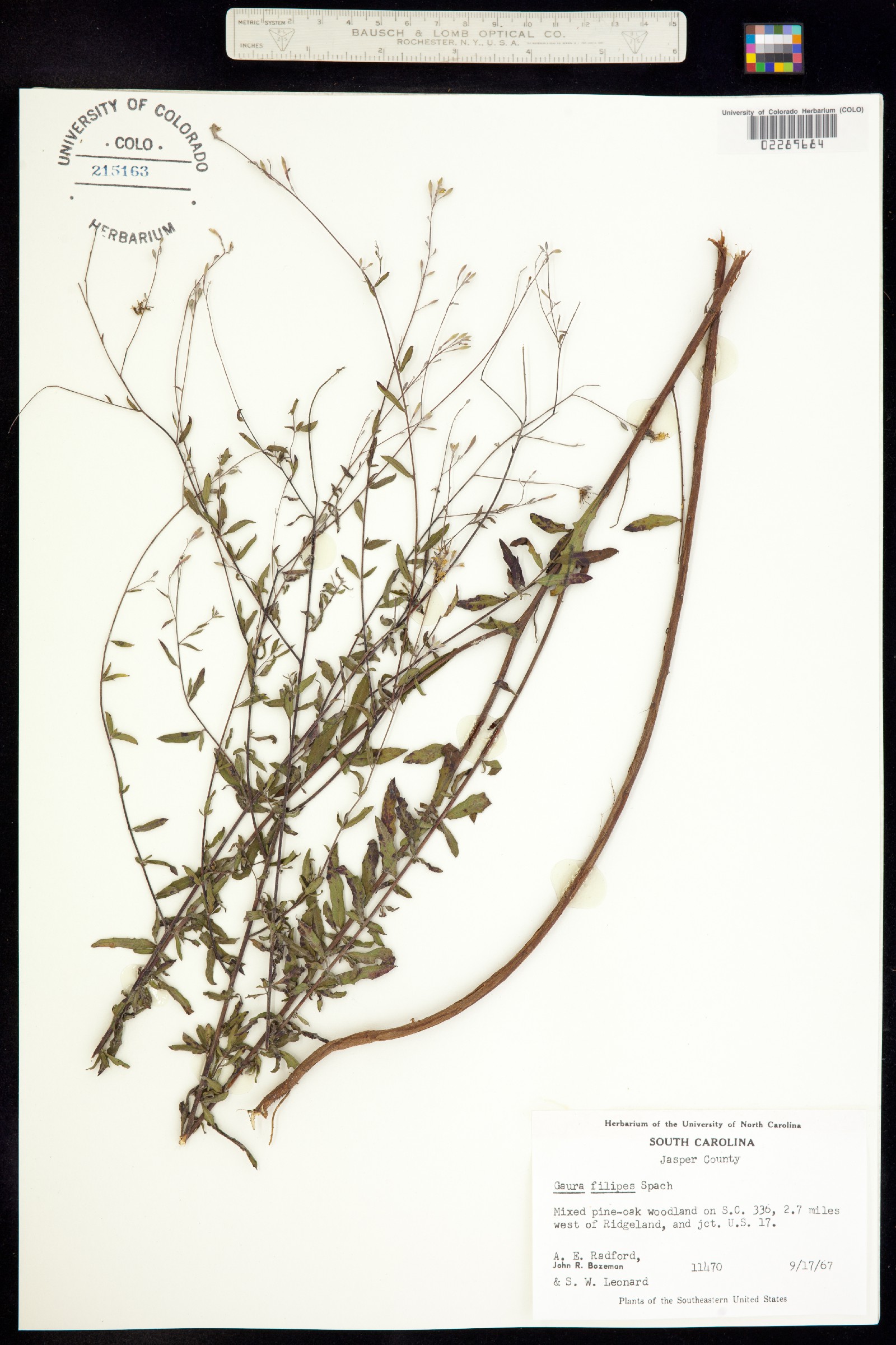 Oenothera filiformis image