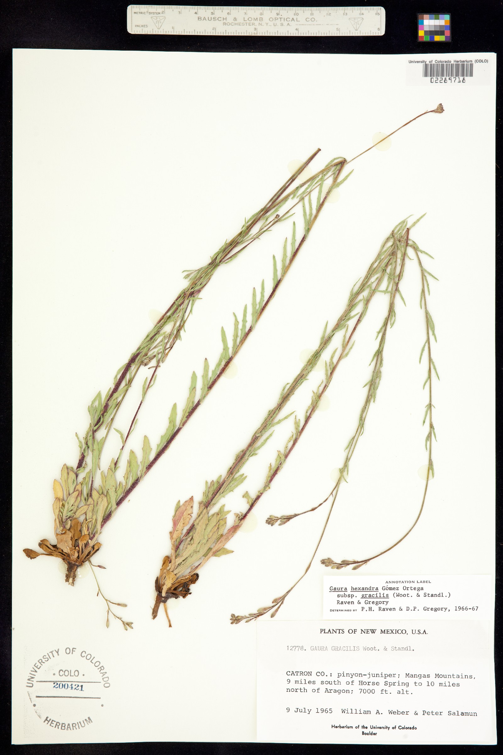 Oenothera hexandra ssp. gracilis image