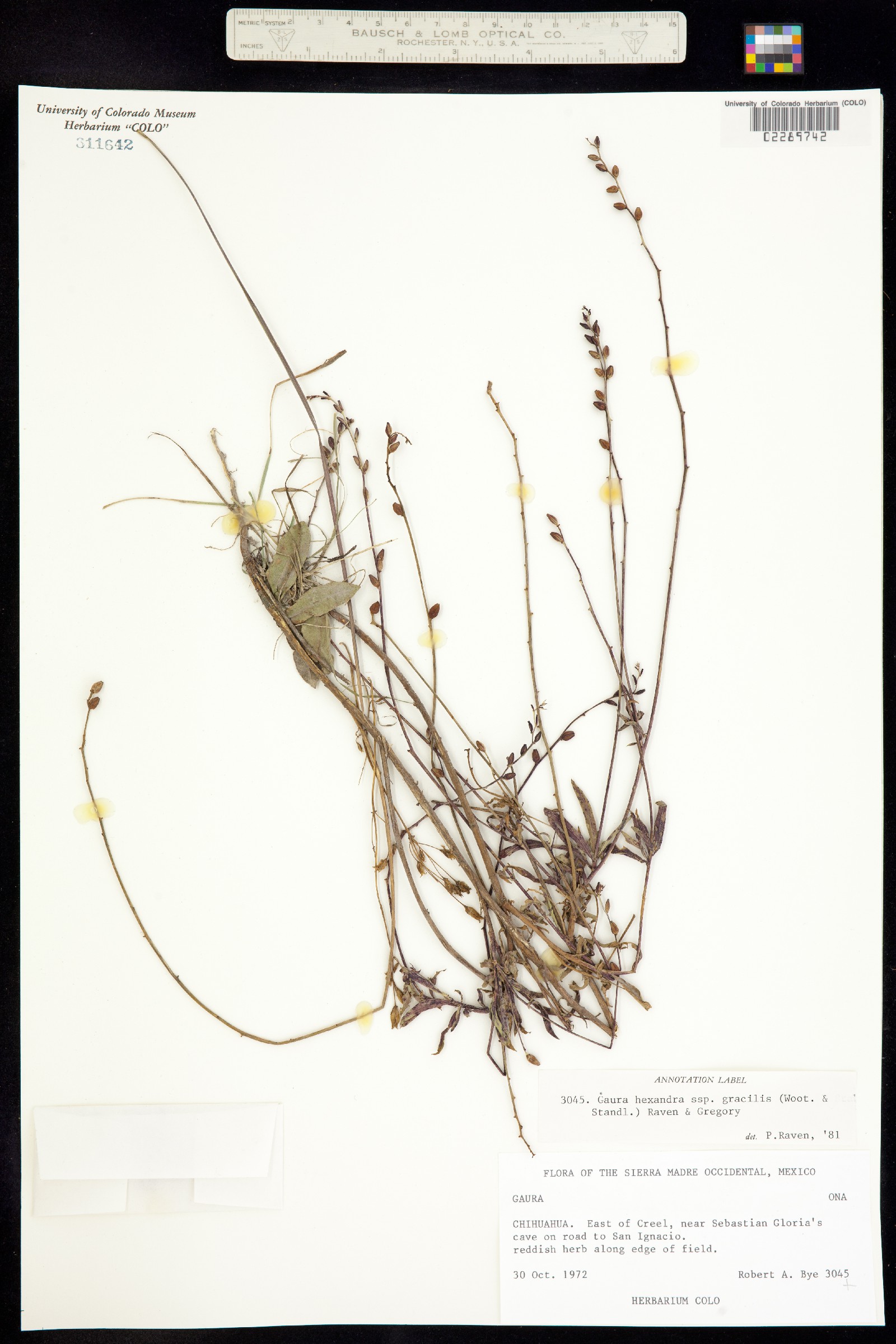 Oenothera hexandra ssp. hexandra image