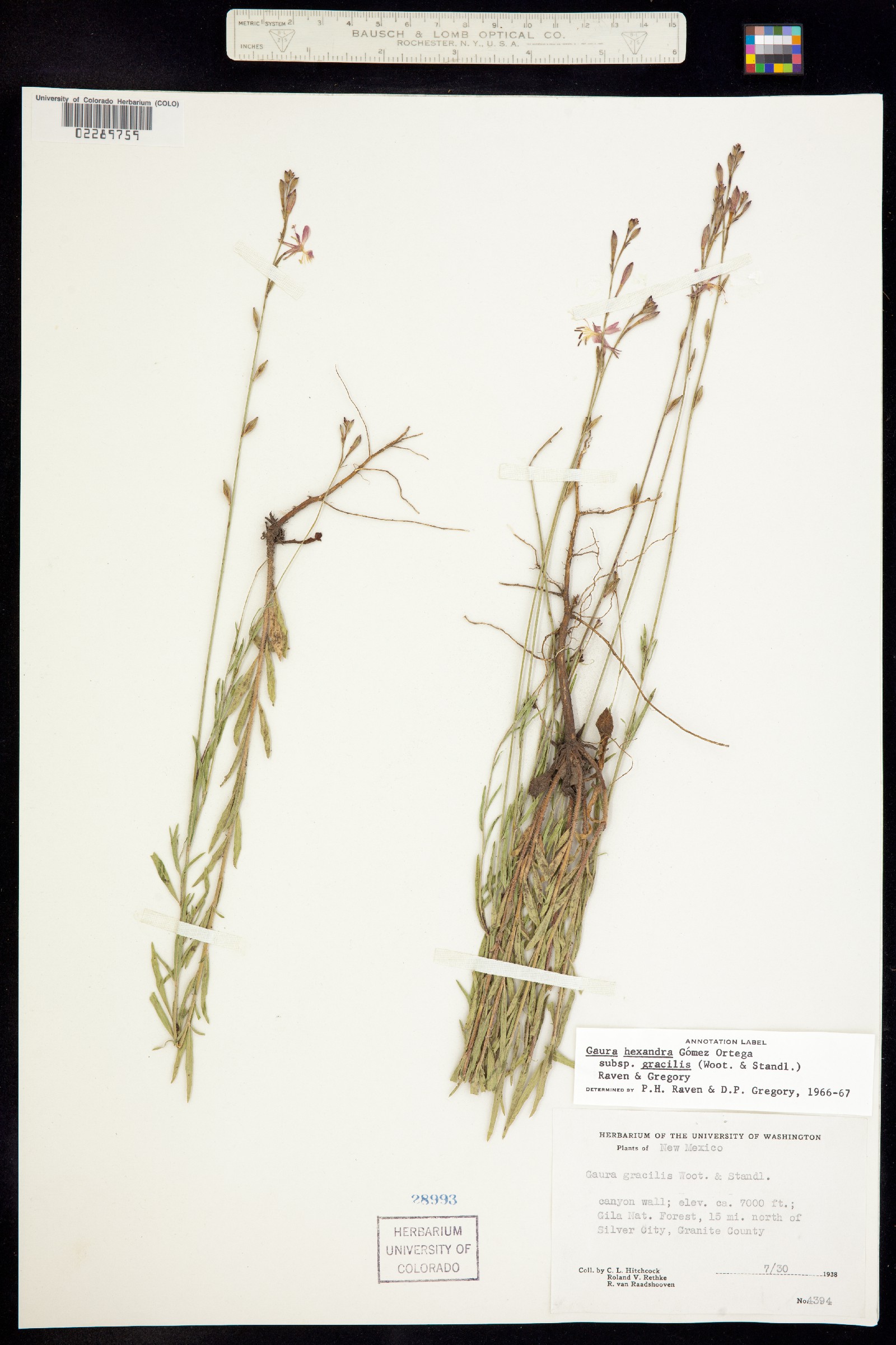 Oenothera hexandra ssp. gracilis image