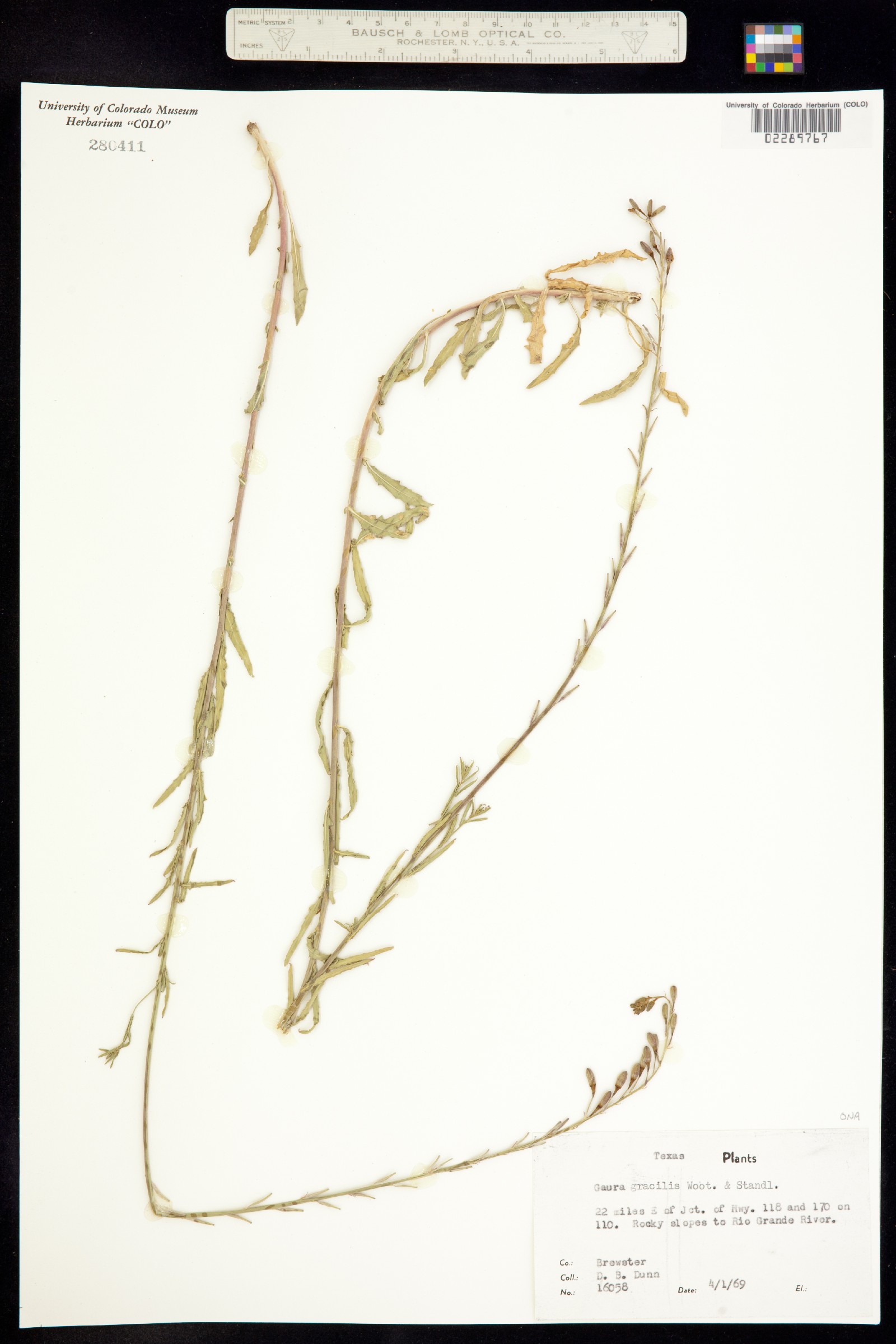 Oenothera hexandra image